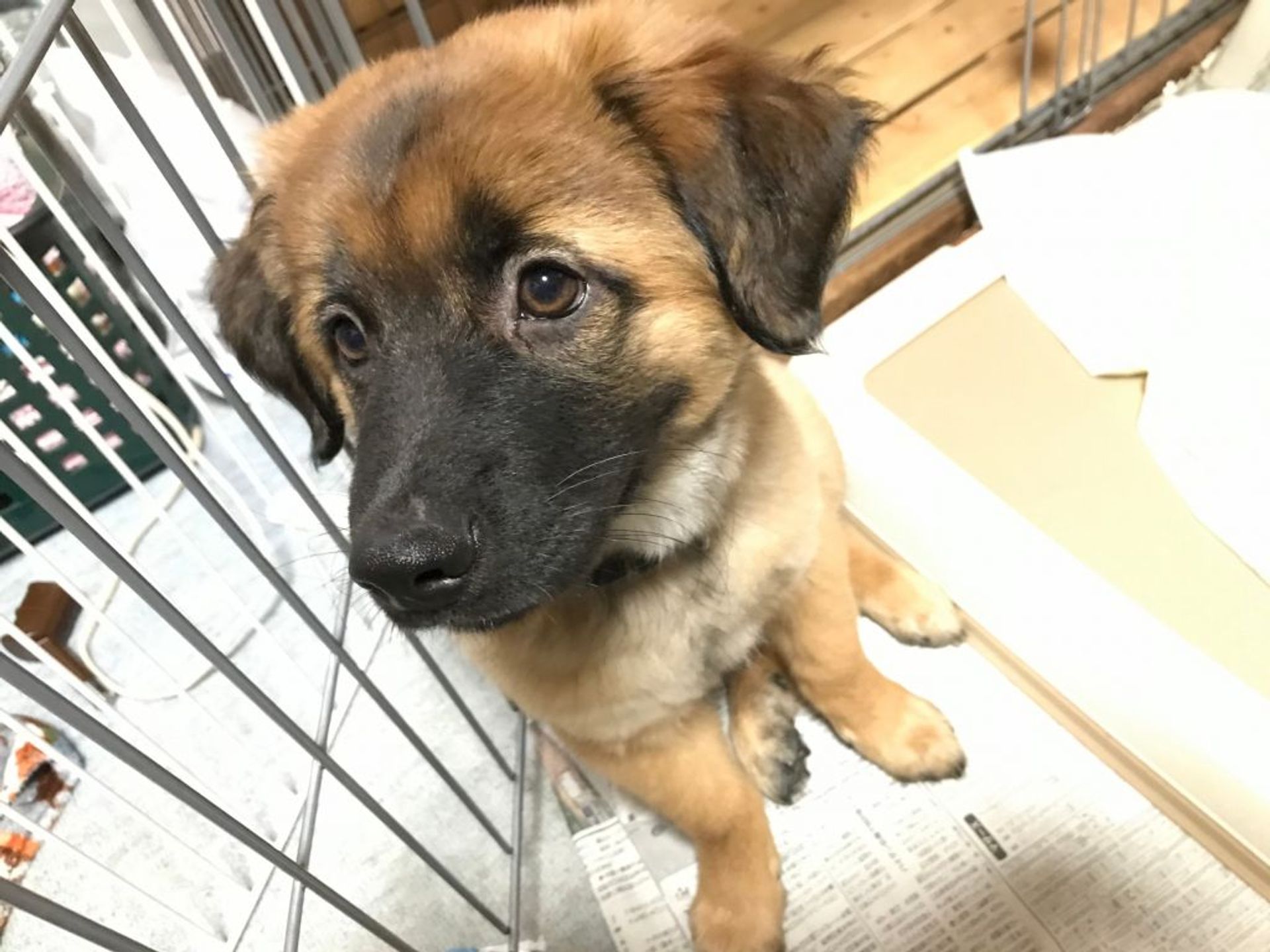 雑種（ミックス犬）・オスの里親募集の写真