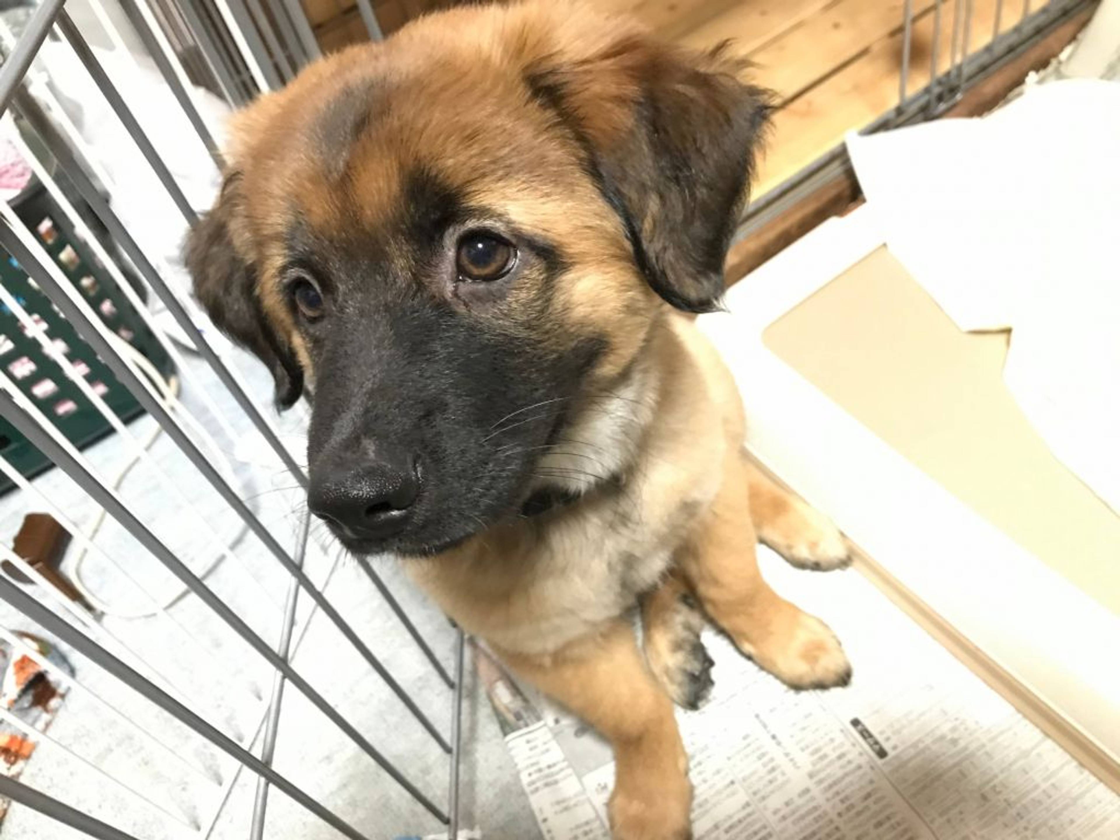 雑種（ミックス犬）・オスの里親募集の写真
