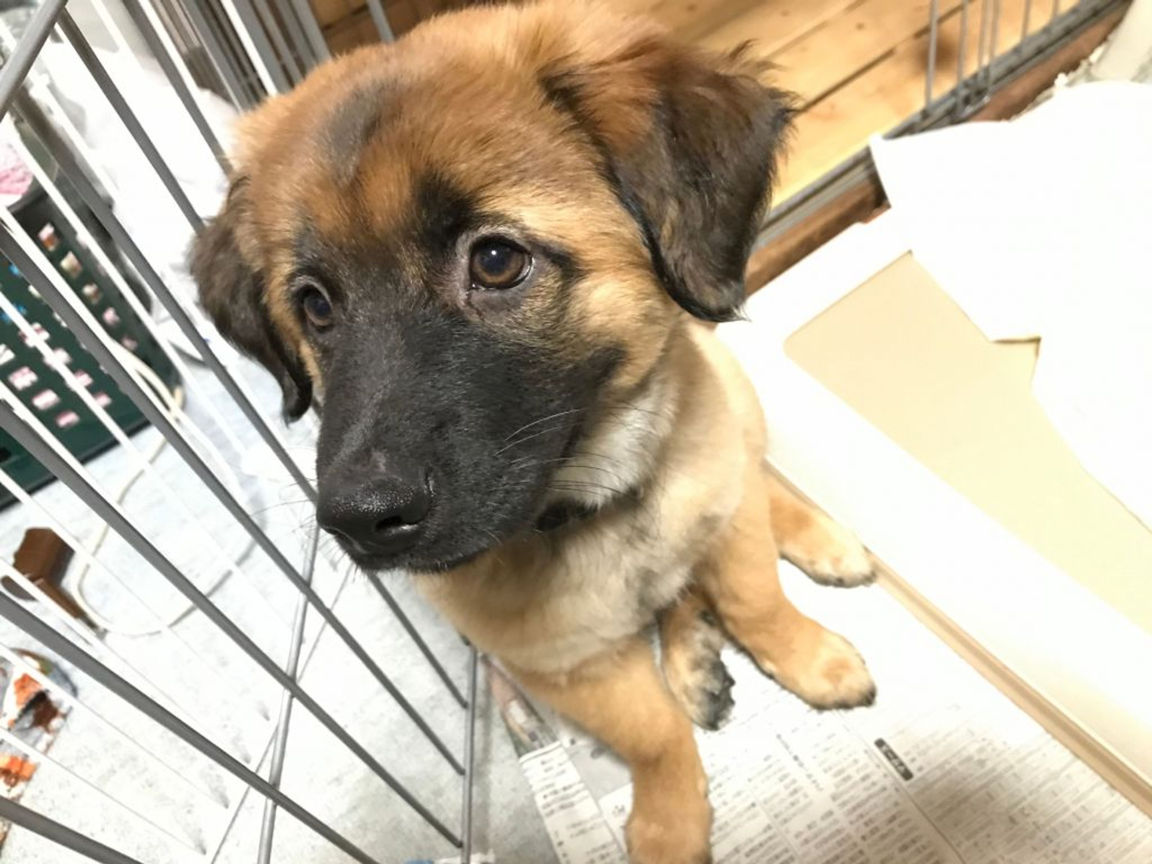 雑種（ミックス犬）・オスの里親募集の写真
