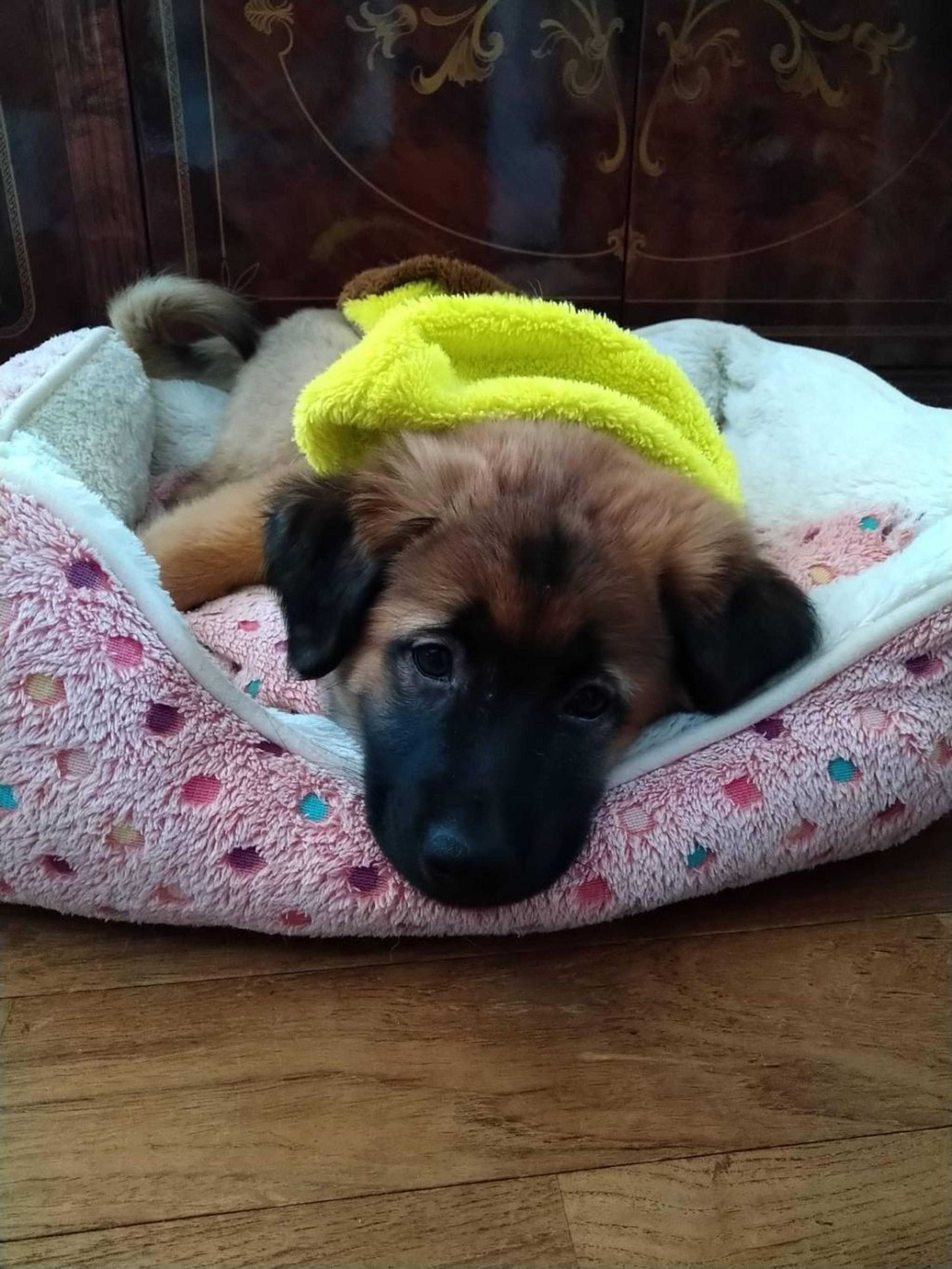 pet-image-2