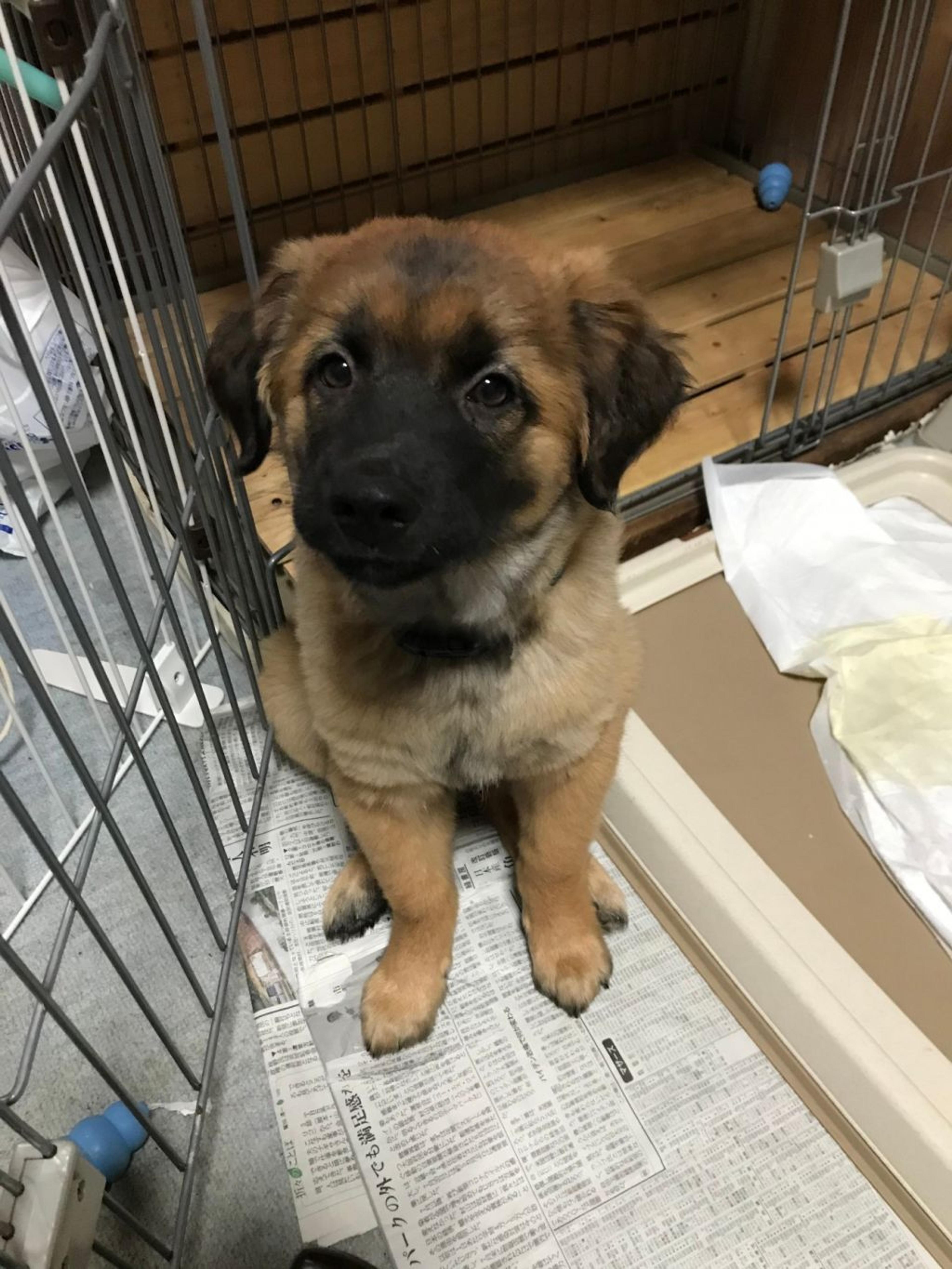 pet-image-3