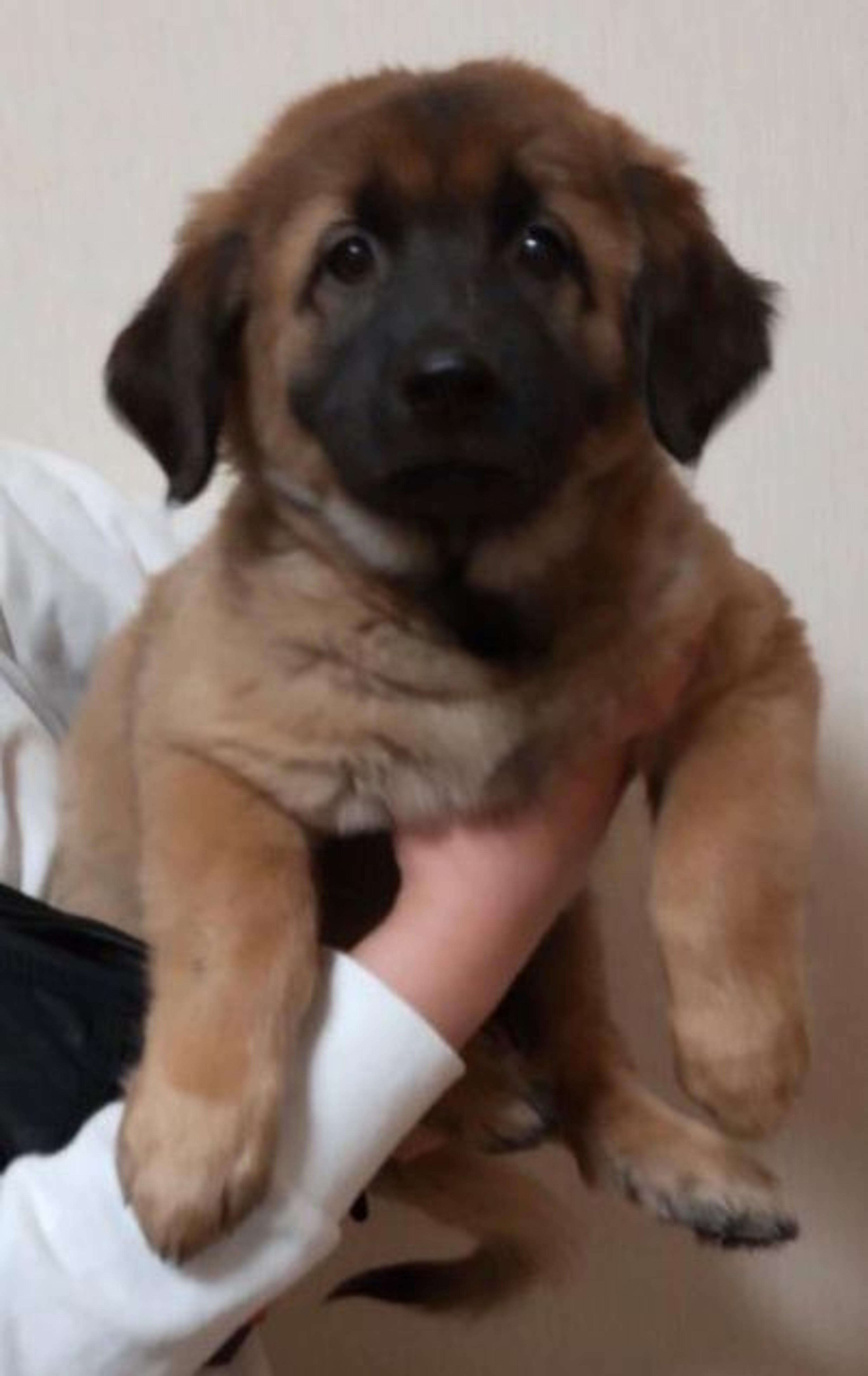 pet-image-4
