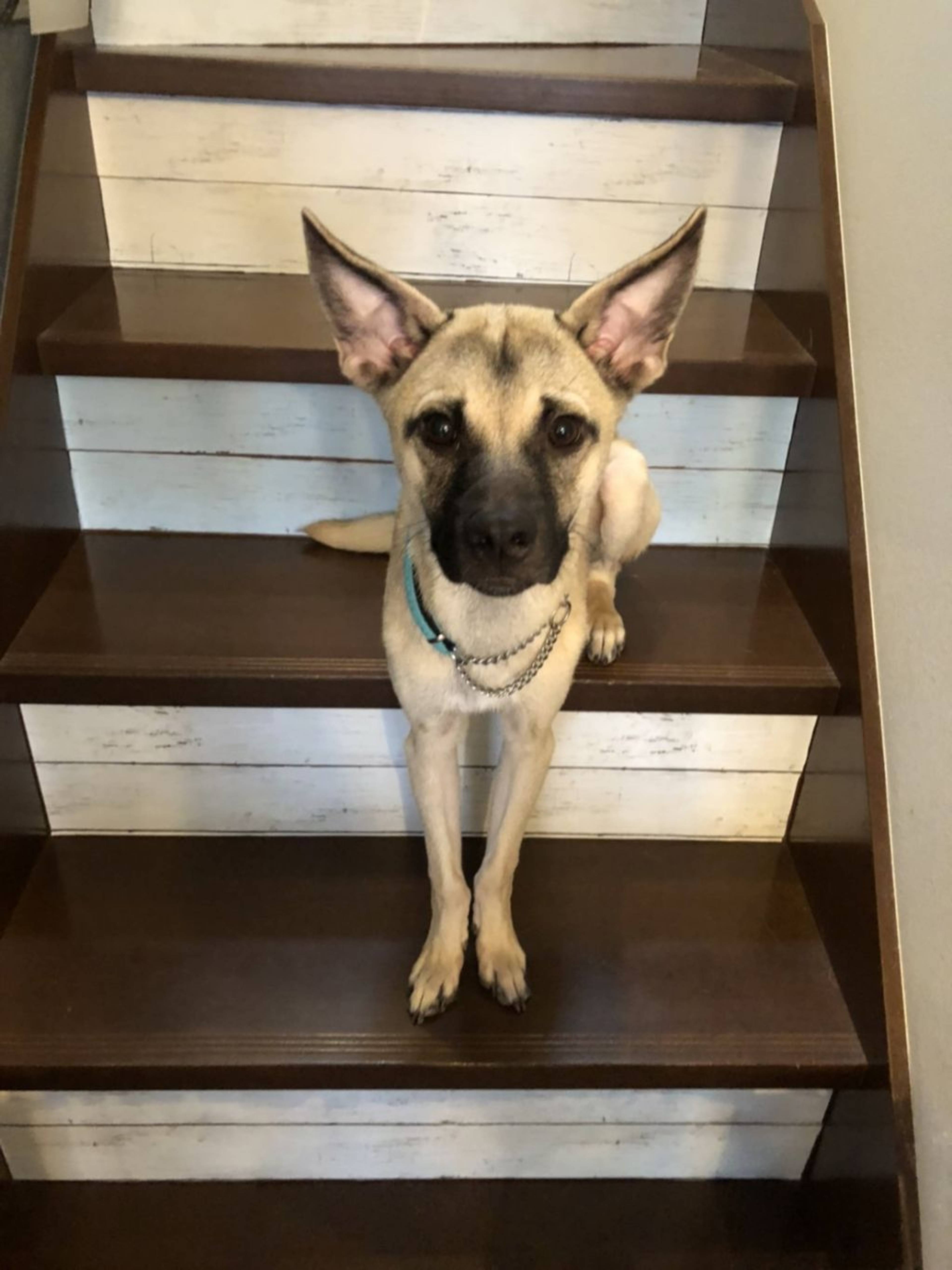 雑種（ミックス犬）・オスの里親募集の写真