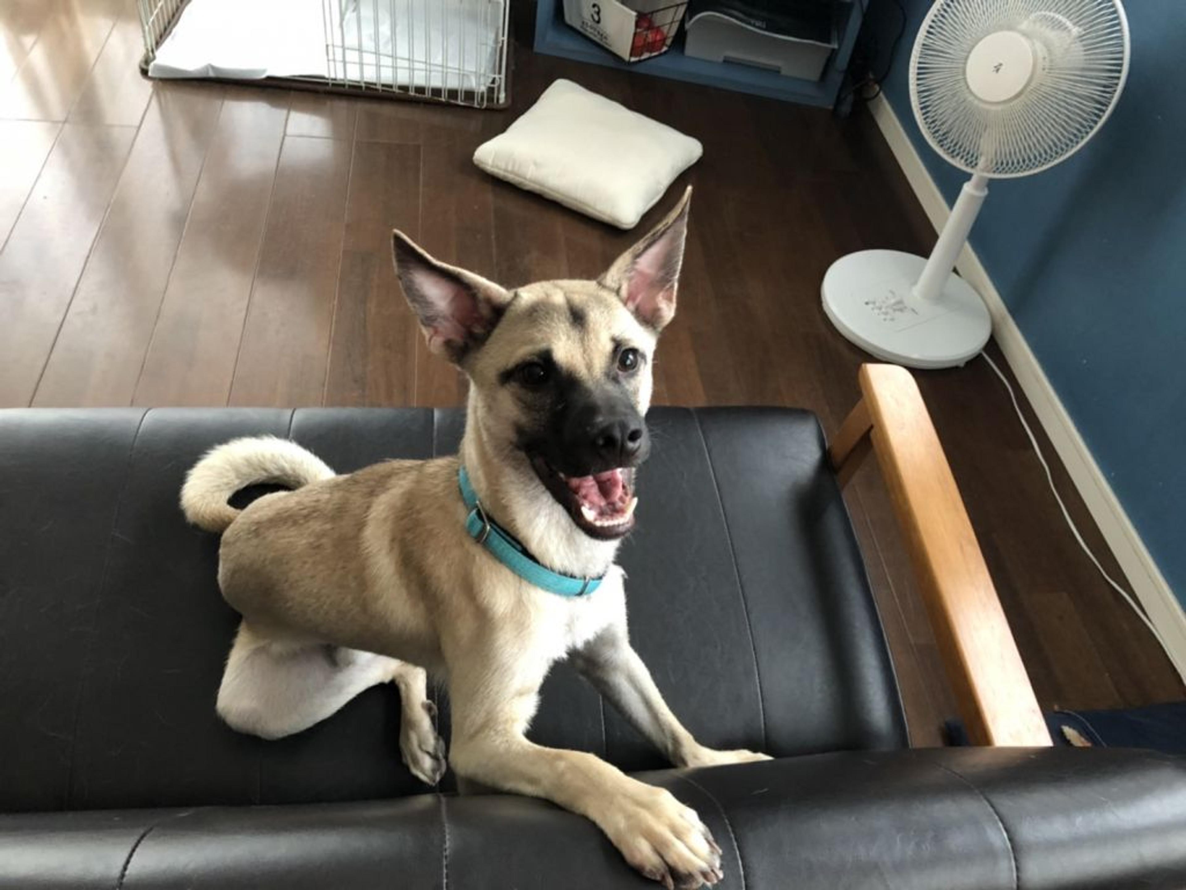 pet-image-2
