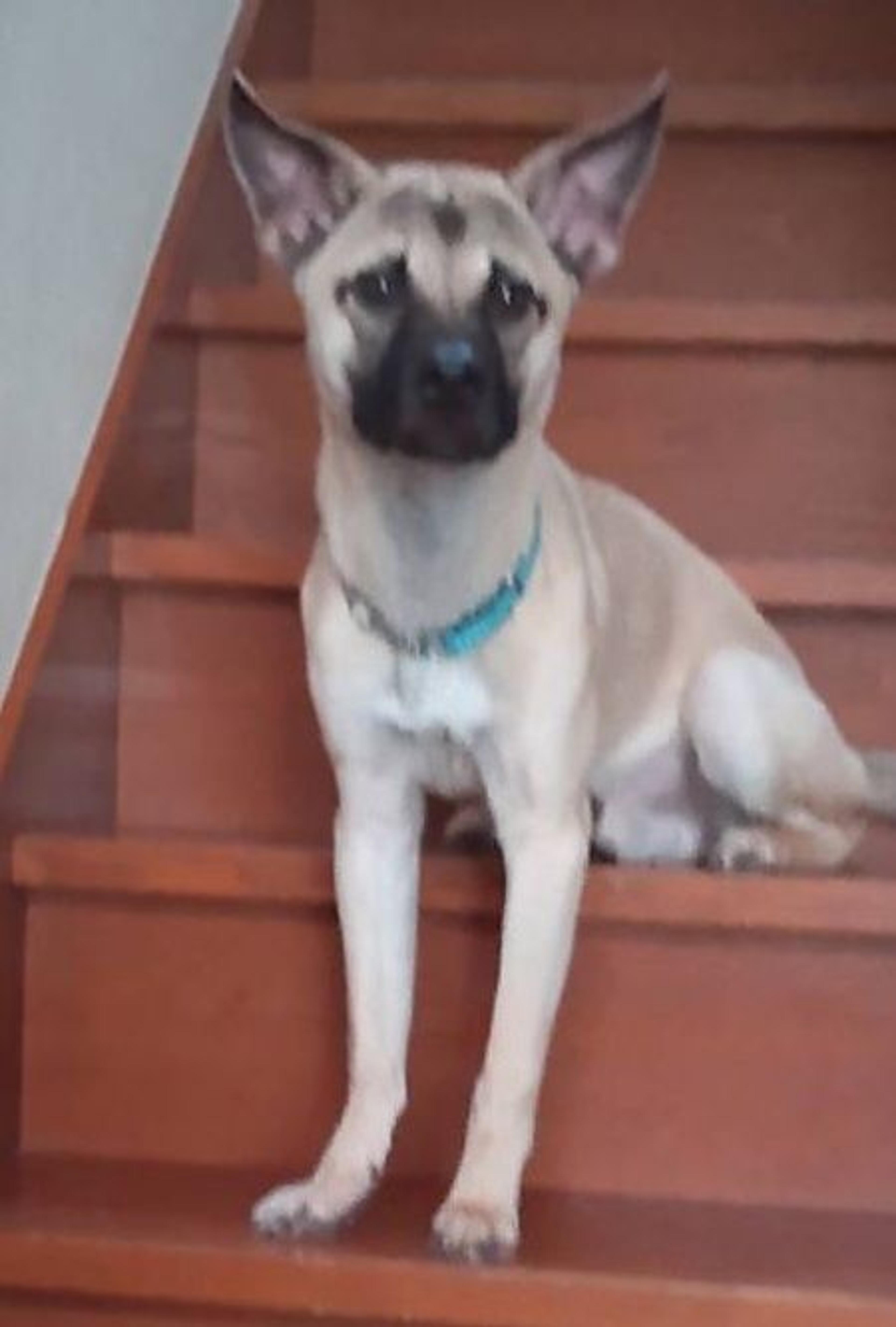 pet-image-4