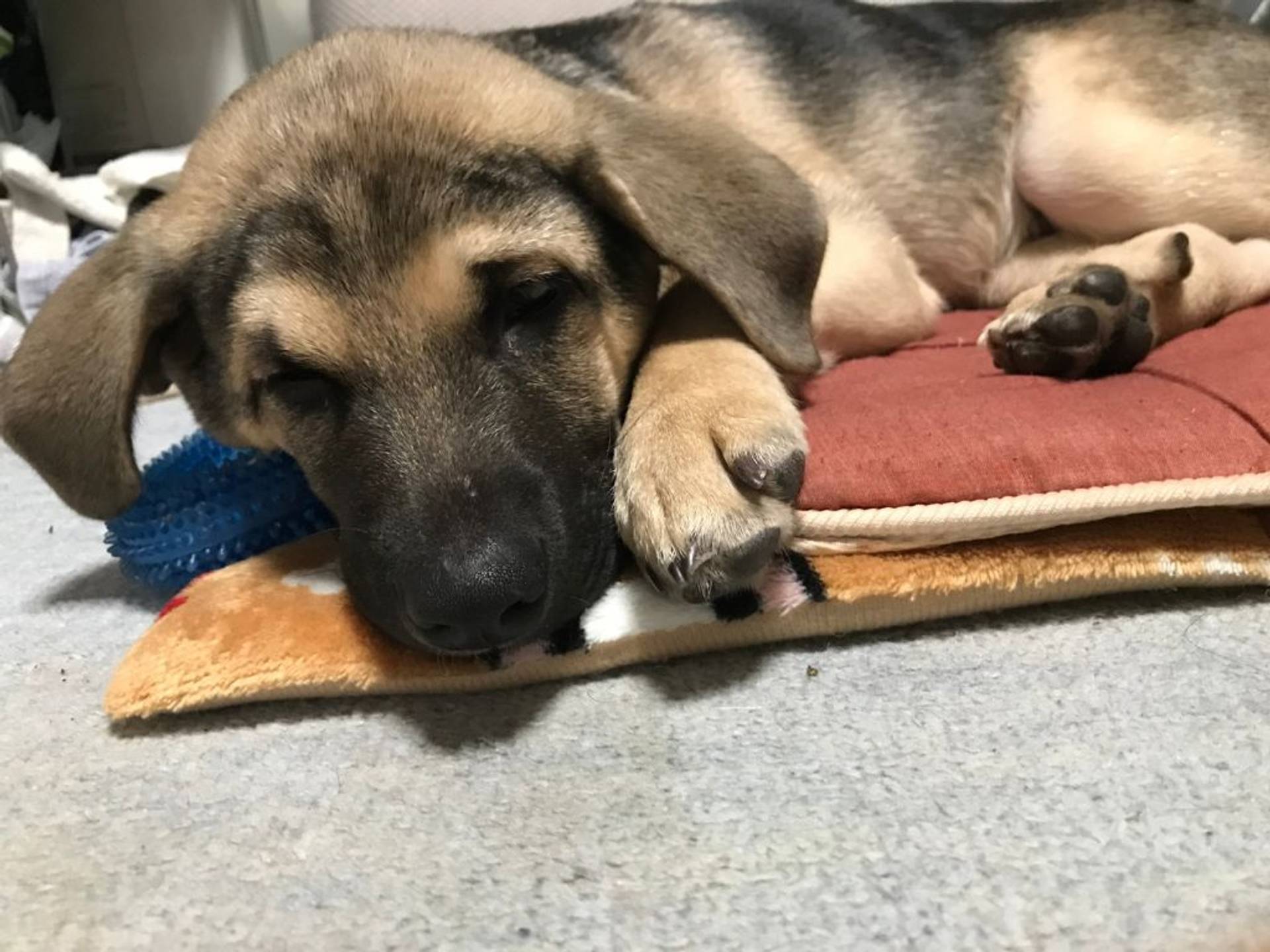 雑種（ミックス犬）・オスの里親募集の写真