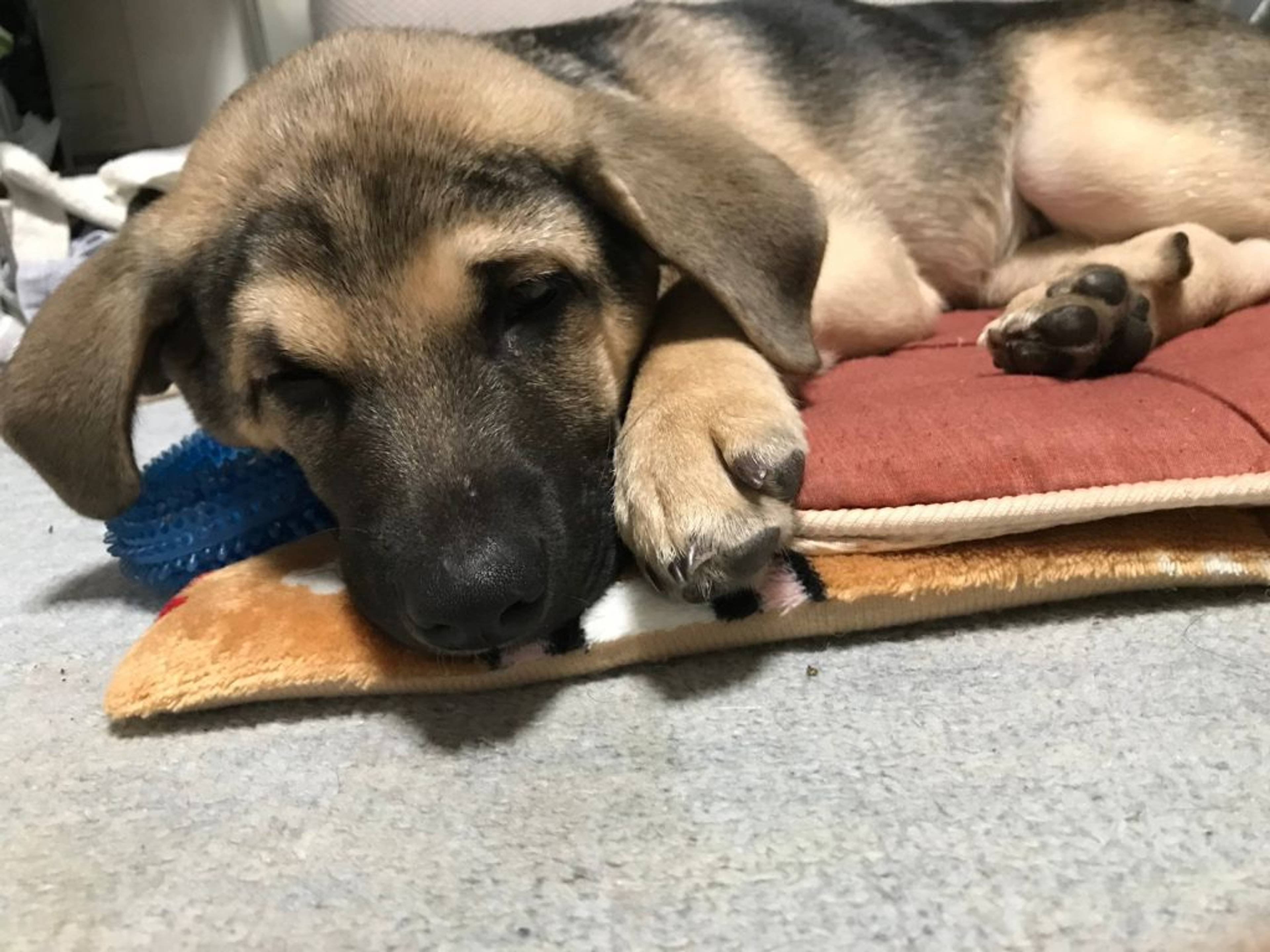 雑種（ミックス犬）・オスの里親募集の写真