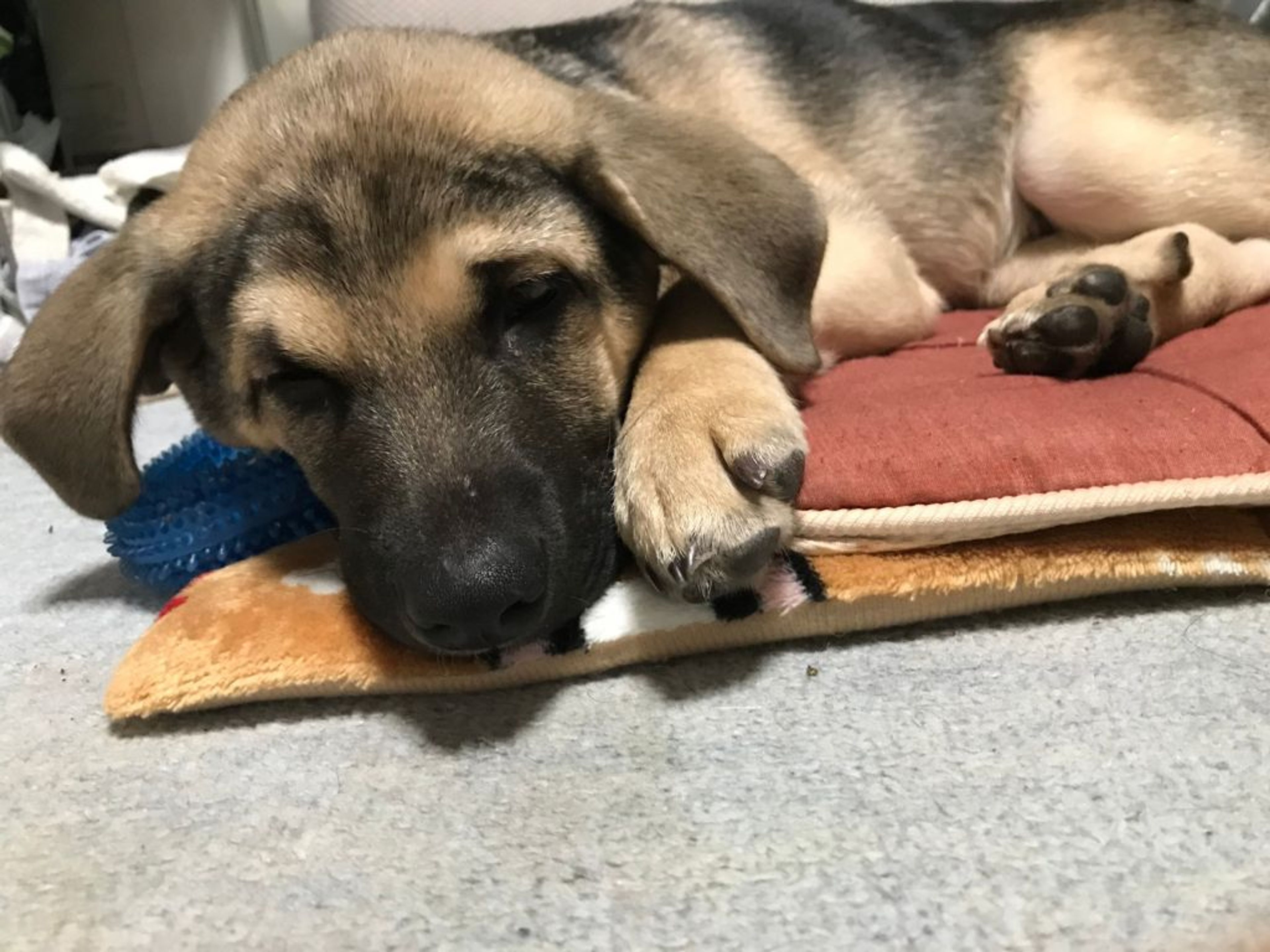 雑種（ミックス犬）・オスの里親募集の写真