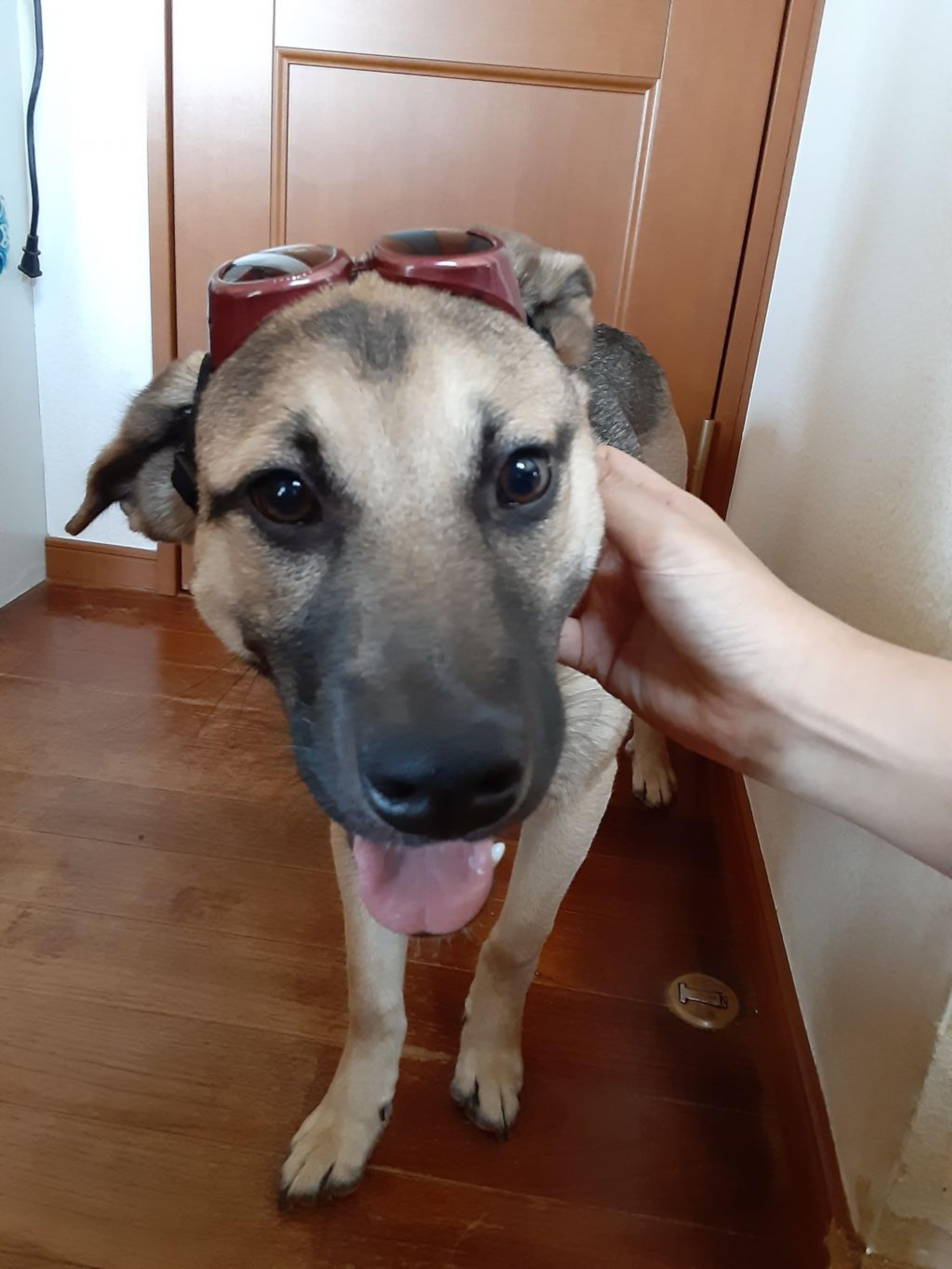 pet-image-2