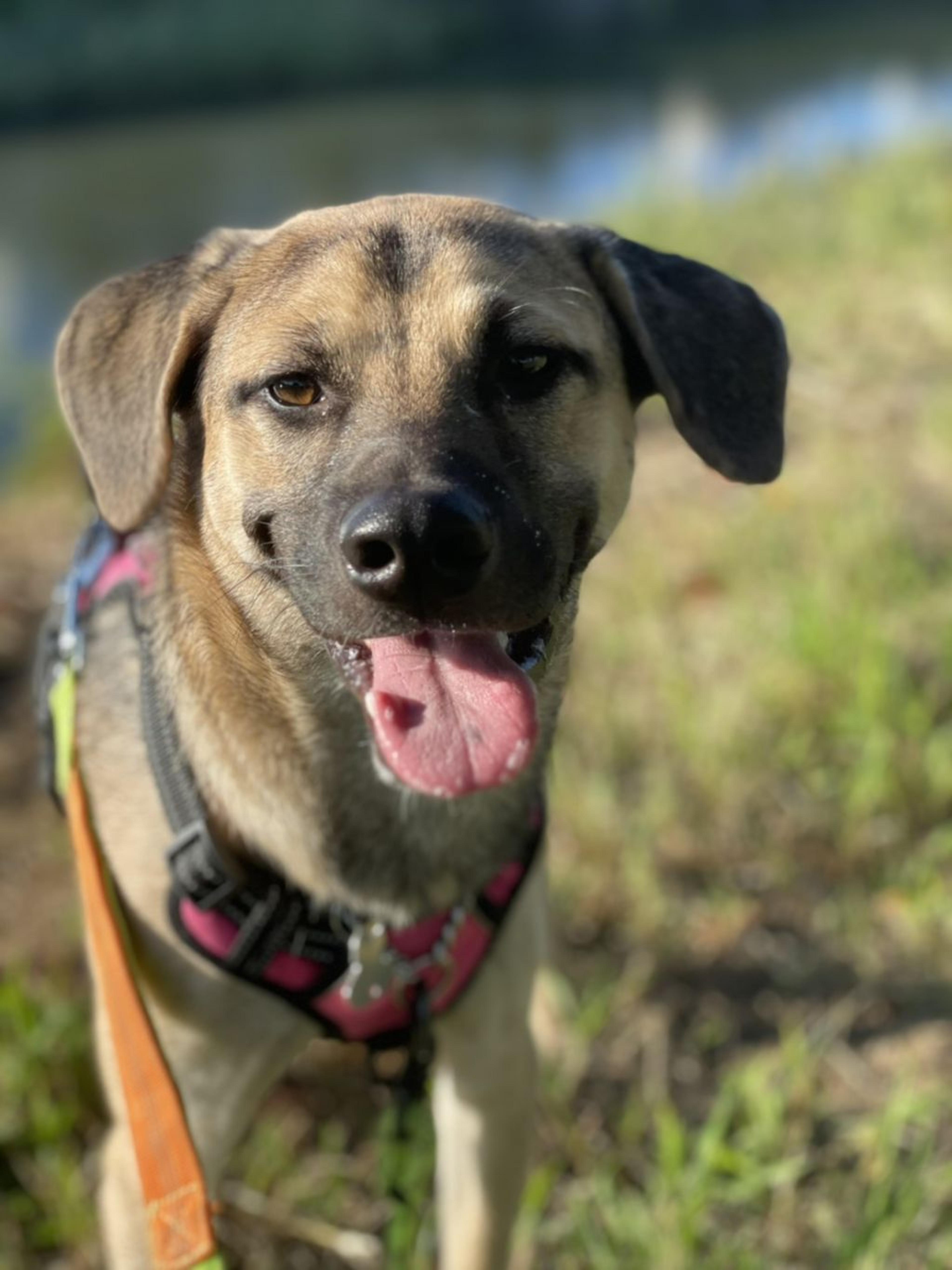 pet-image-3