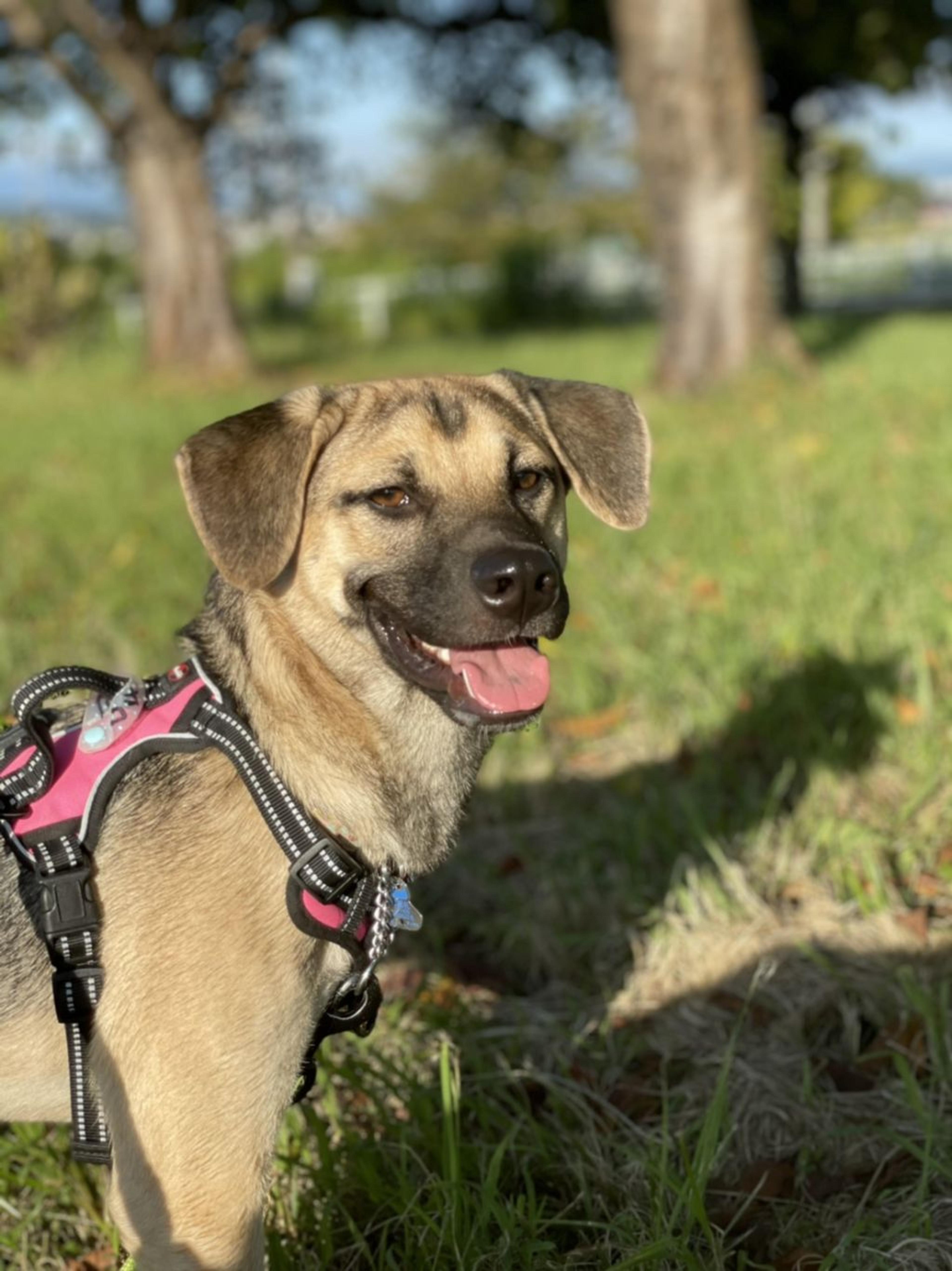 pet-image-5