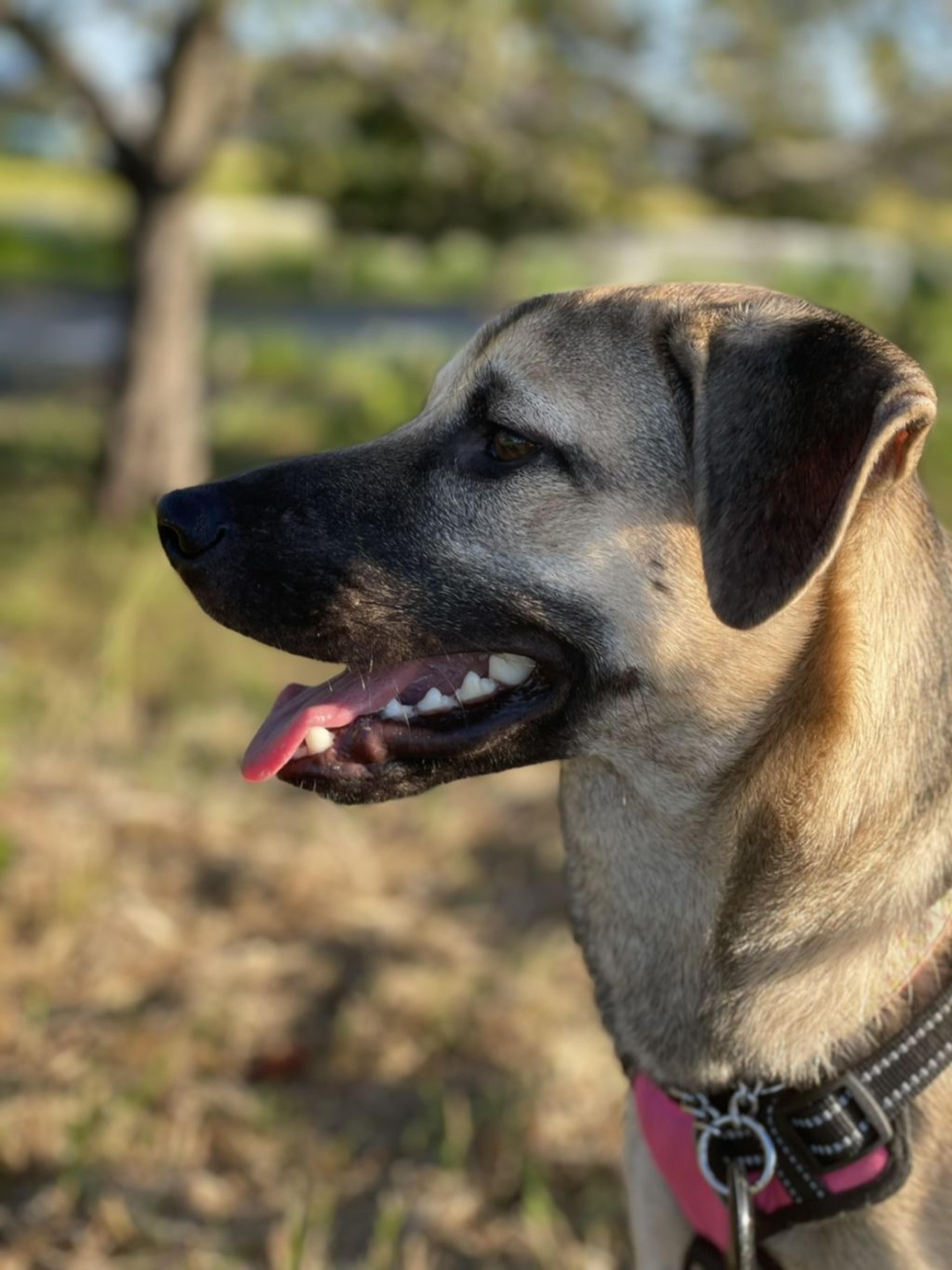 pet-image-6