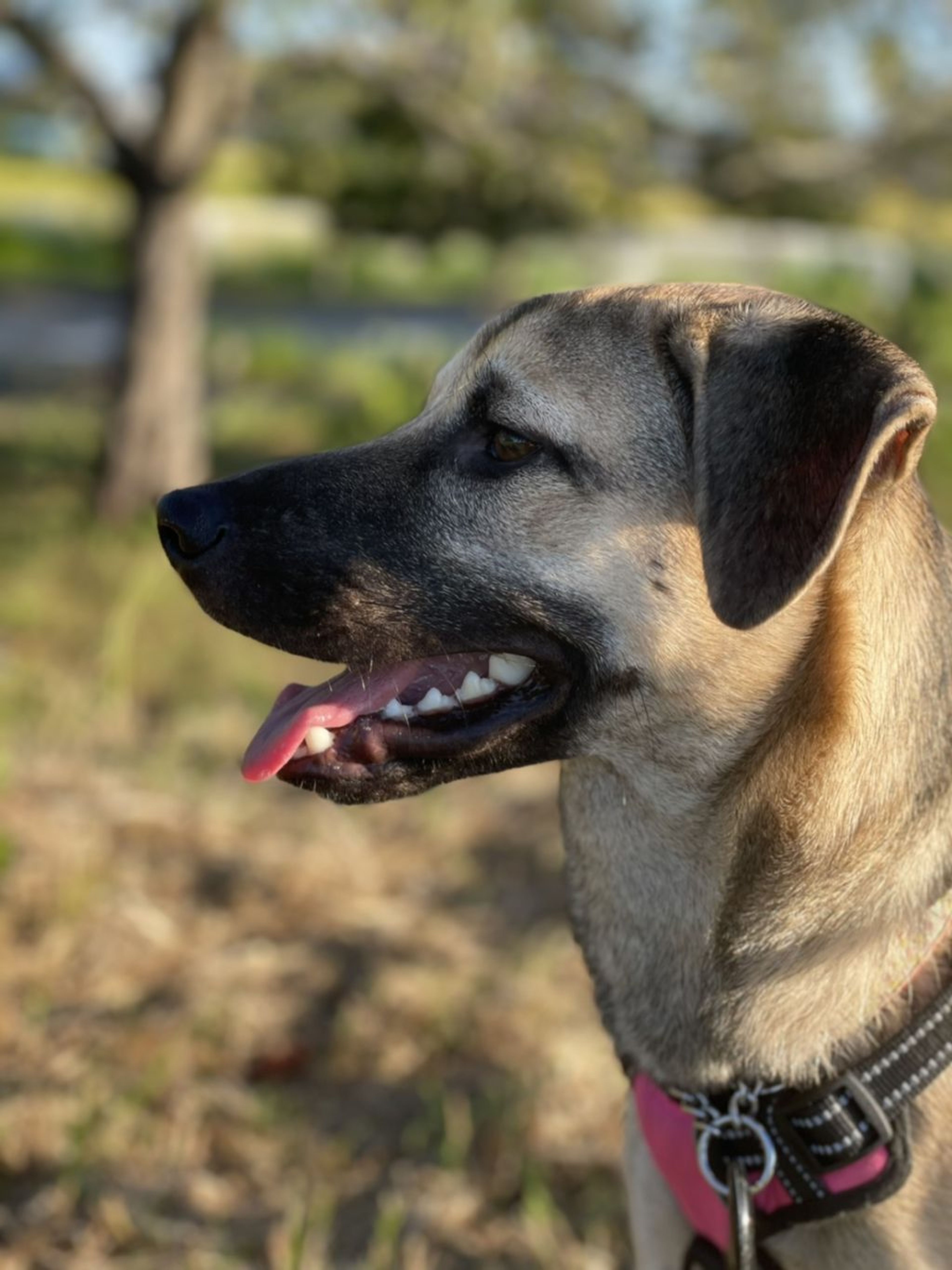 pet-image-6