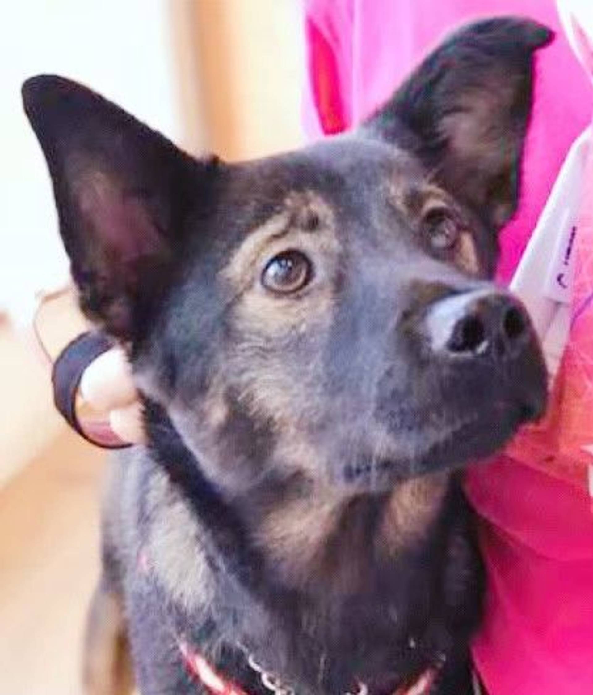 雑種（ミックス犬）・メスの里親募集の写真