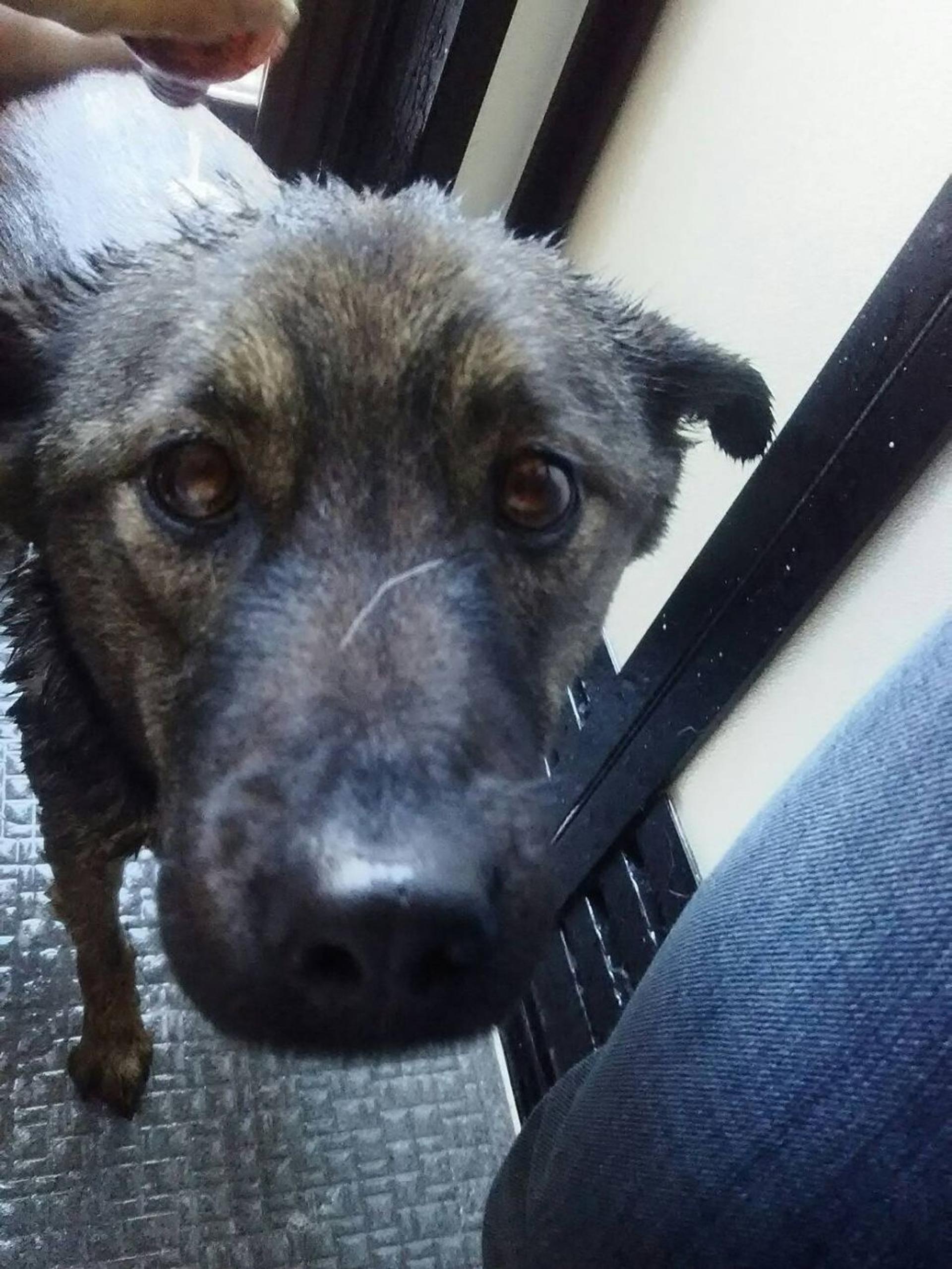 pet-image-2