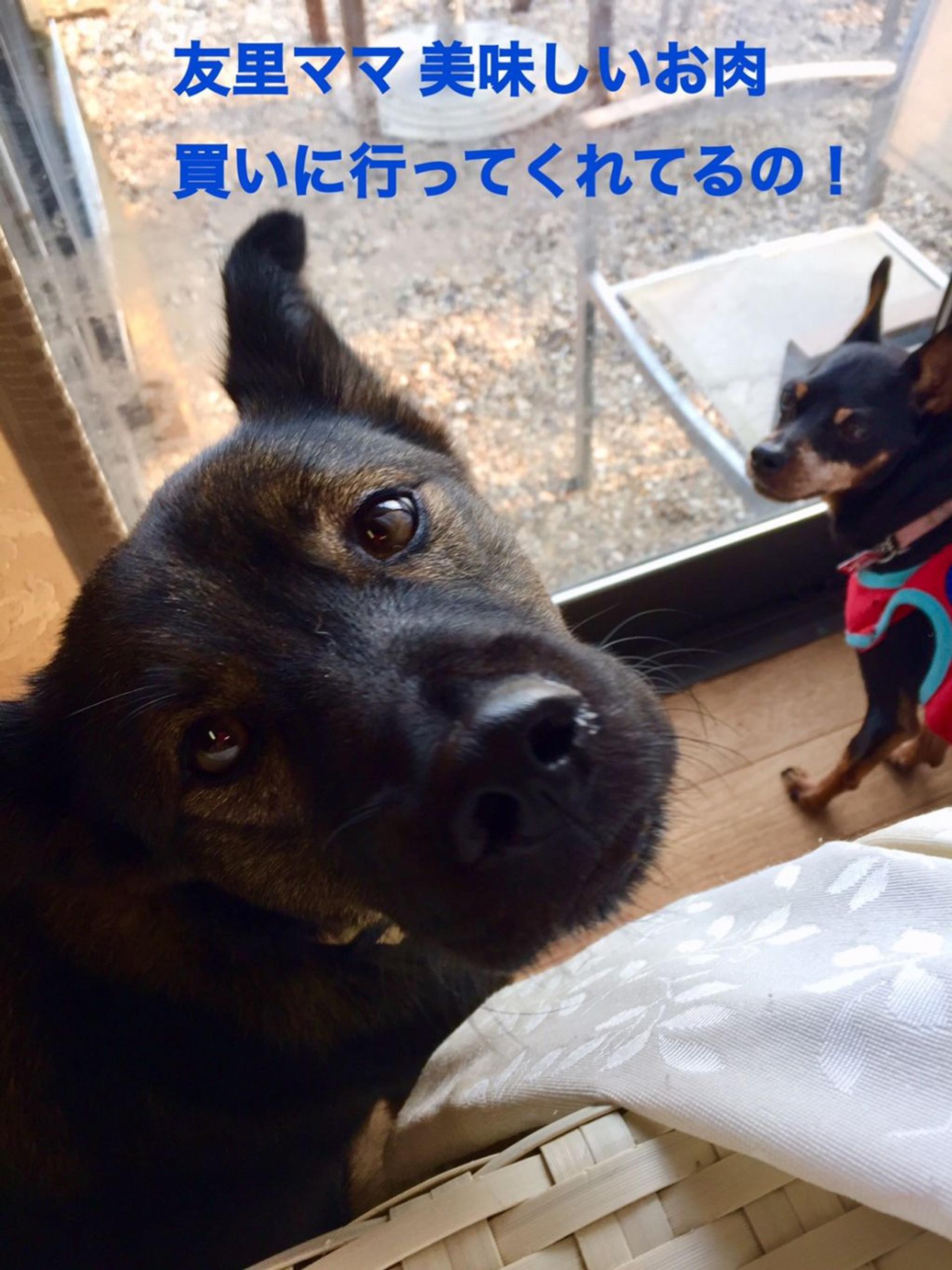 pet-image-3