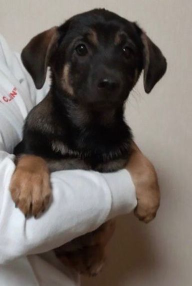 ふうちゃんの写真