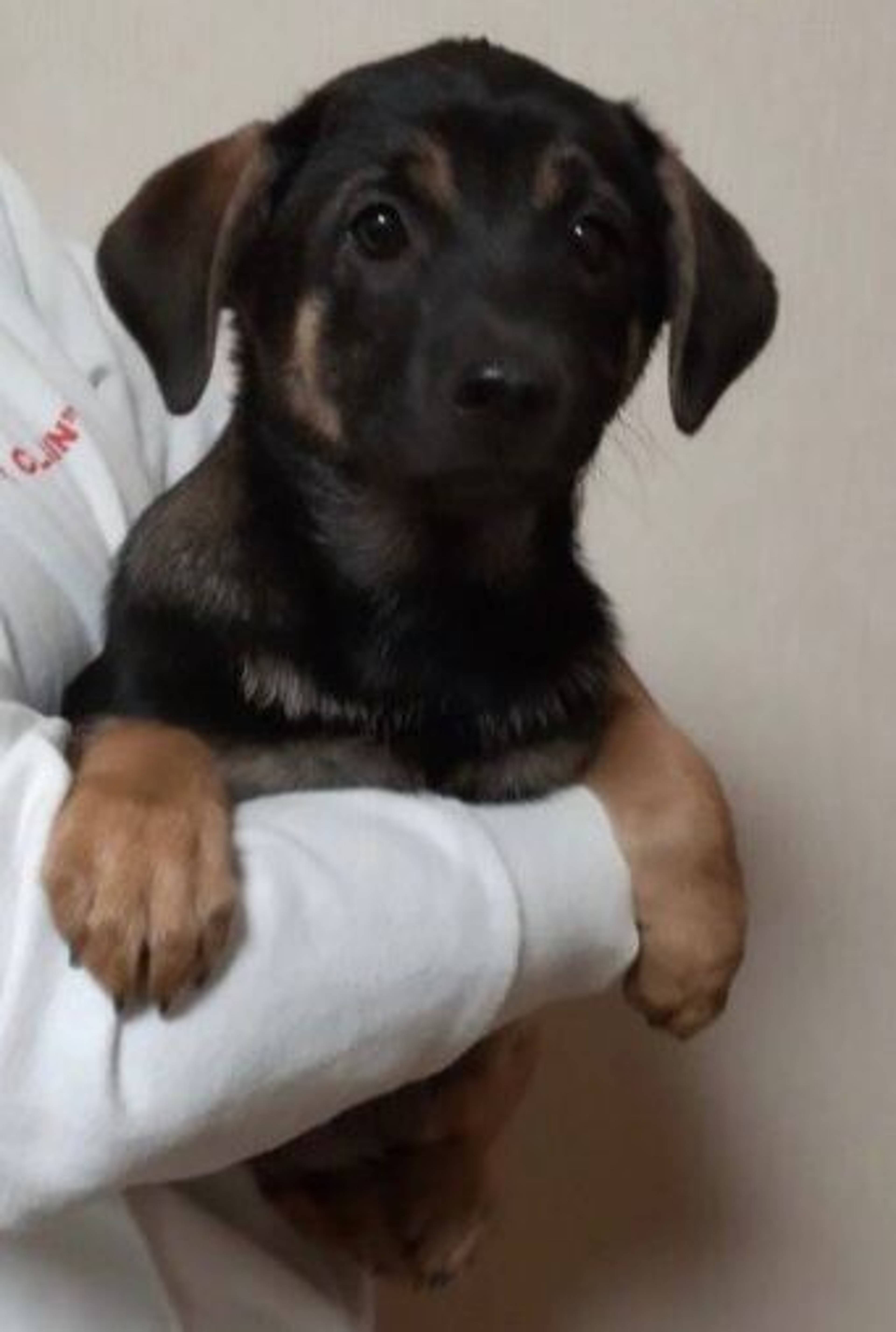雑種（ミックス犬）・メスの里親募集の写真
