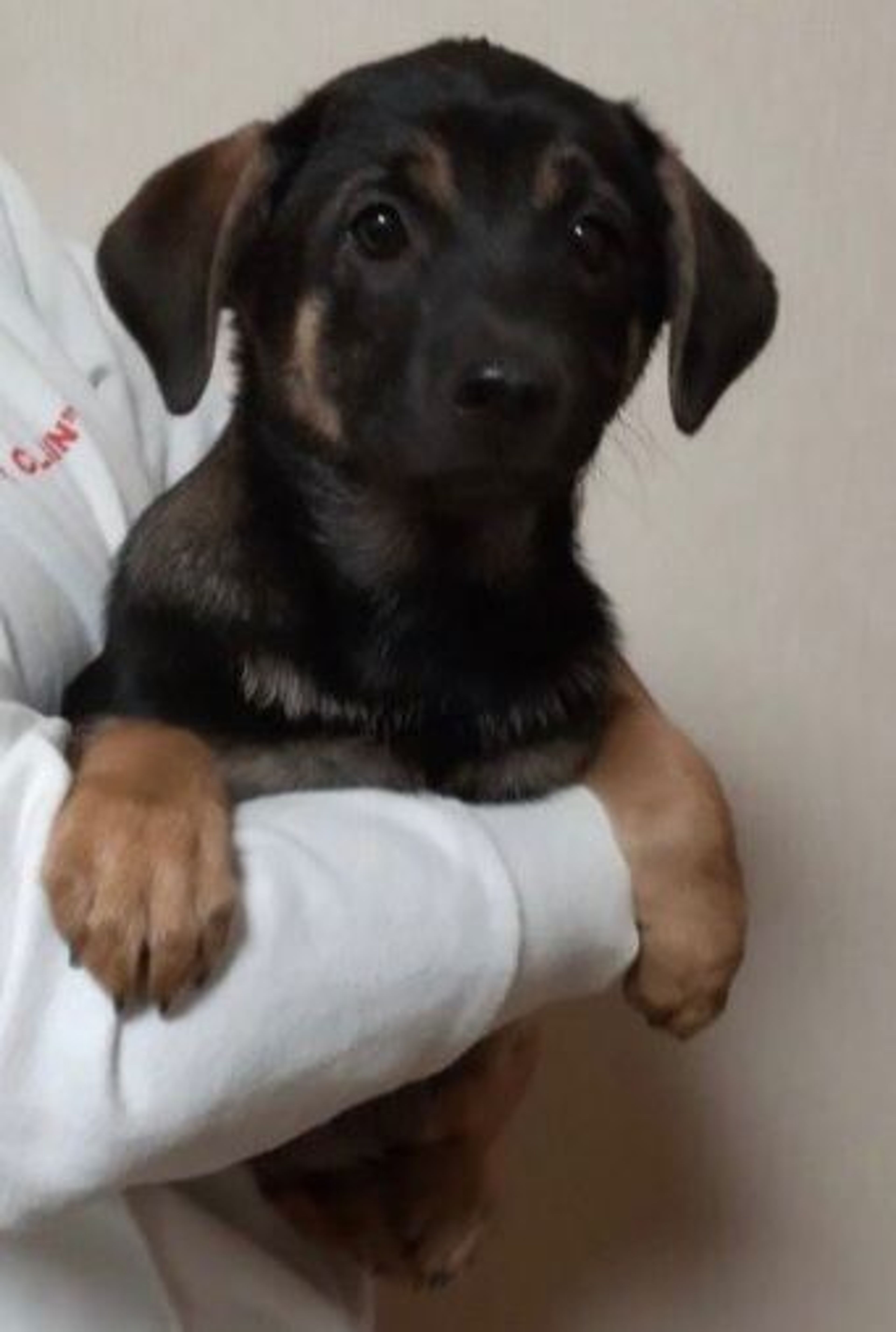 雑種（ミックス犬）・メスの里親募集の写真