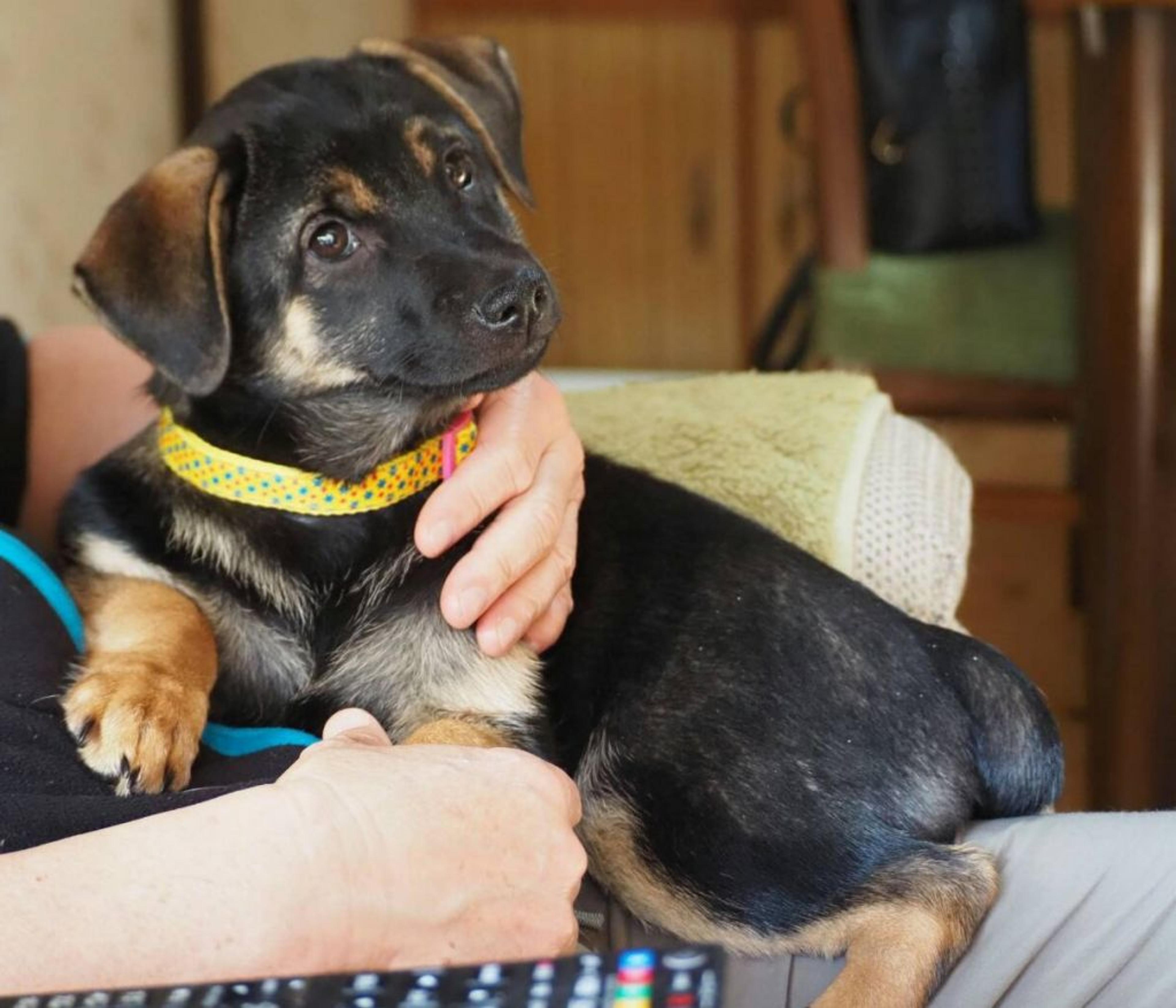 pet-image-2