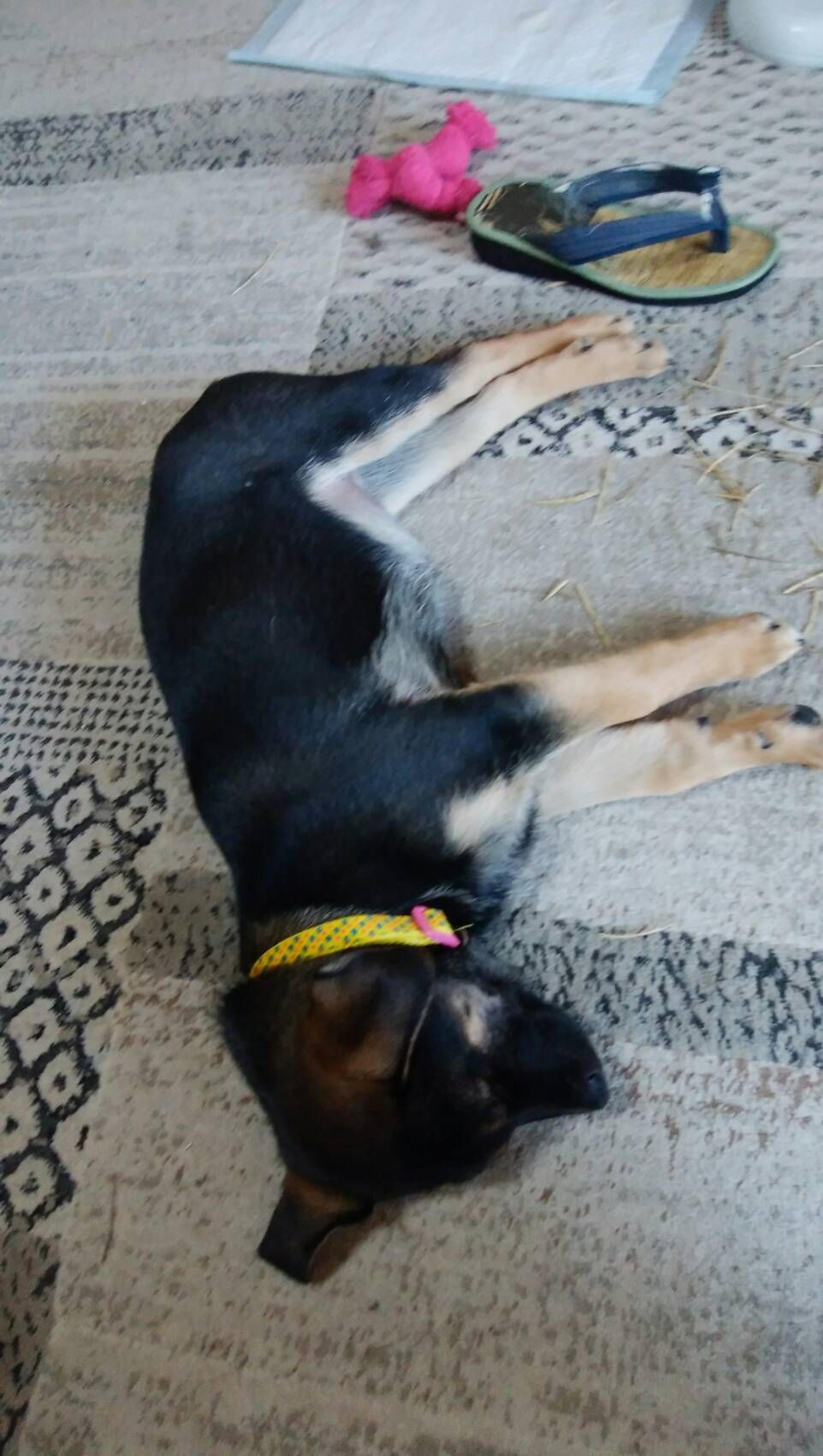 pet-image-3