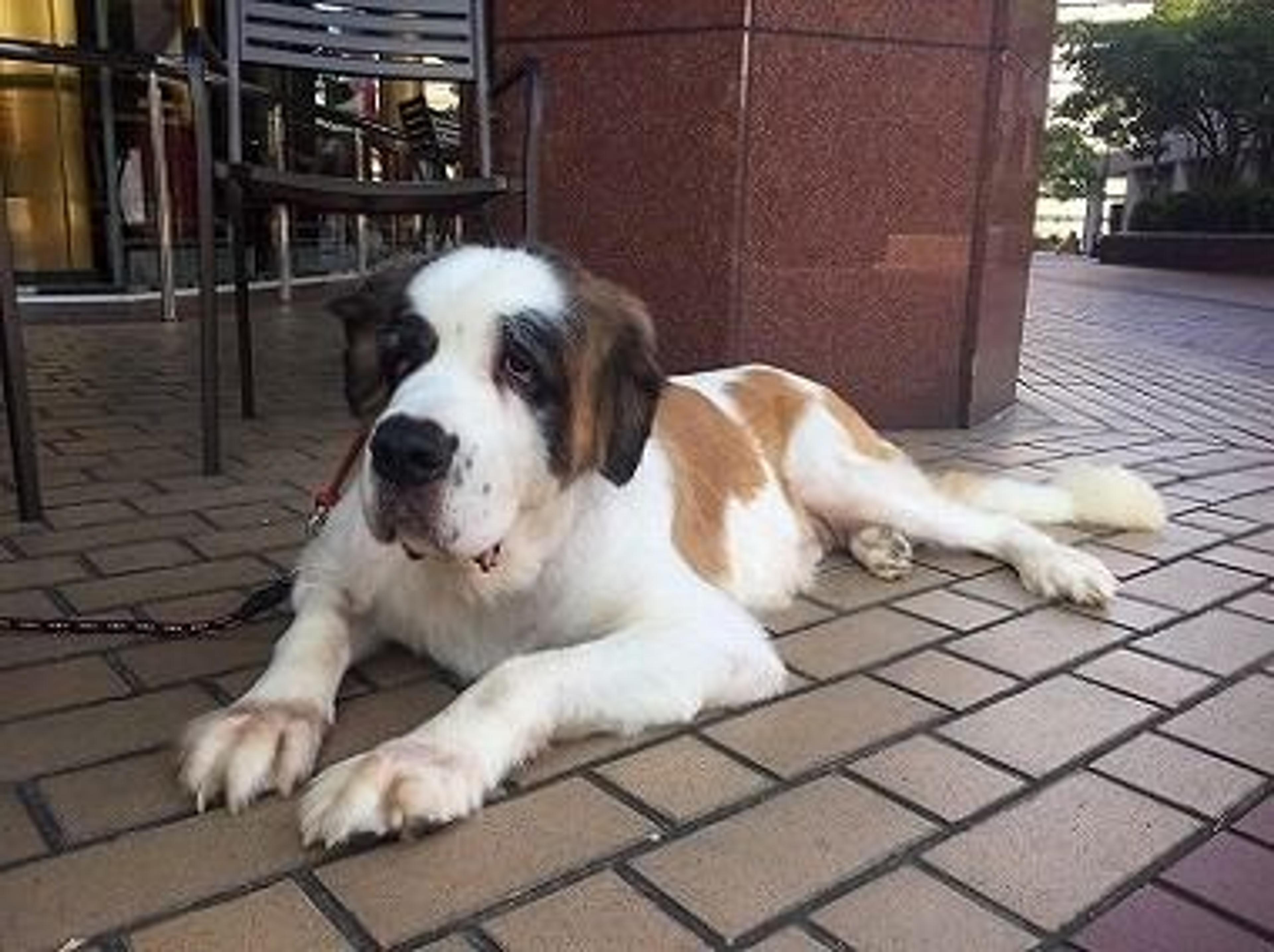 pet-image-3