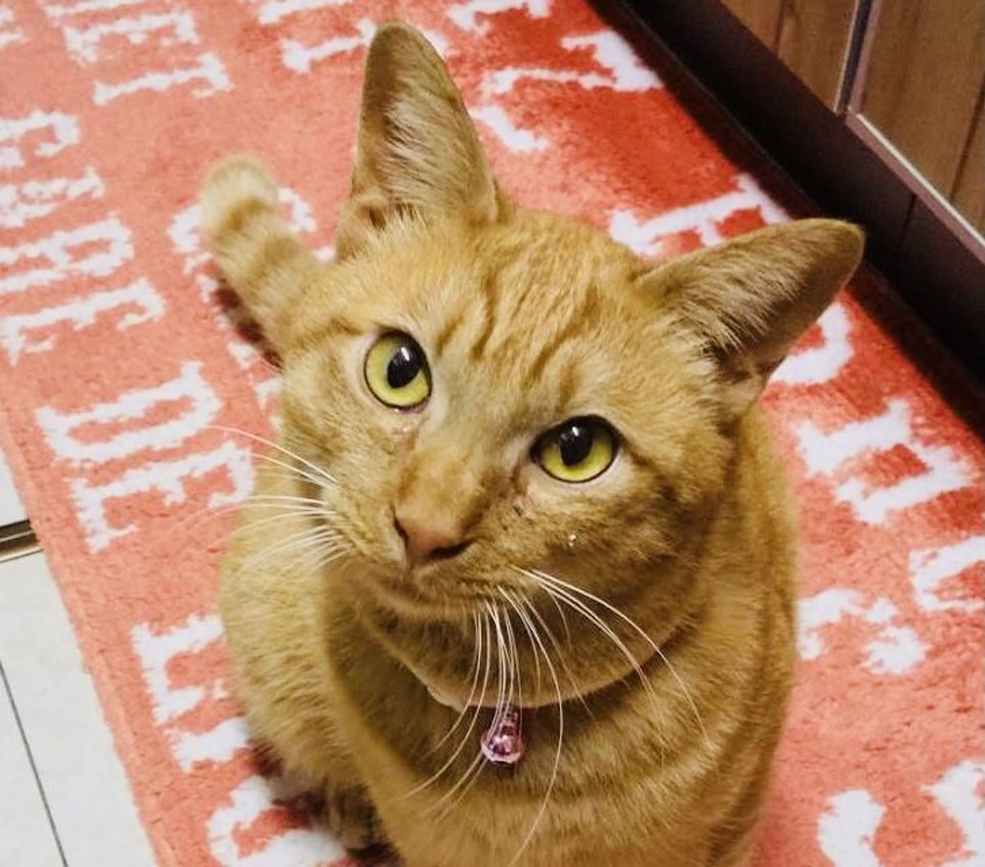 雑種（ミックス猫）・オスの里親募集の写真