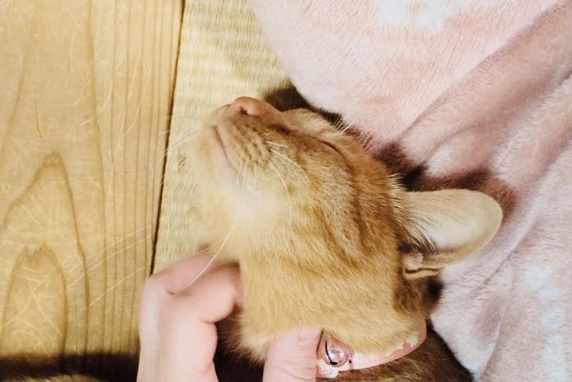 pet-image-3