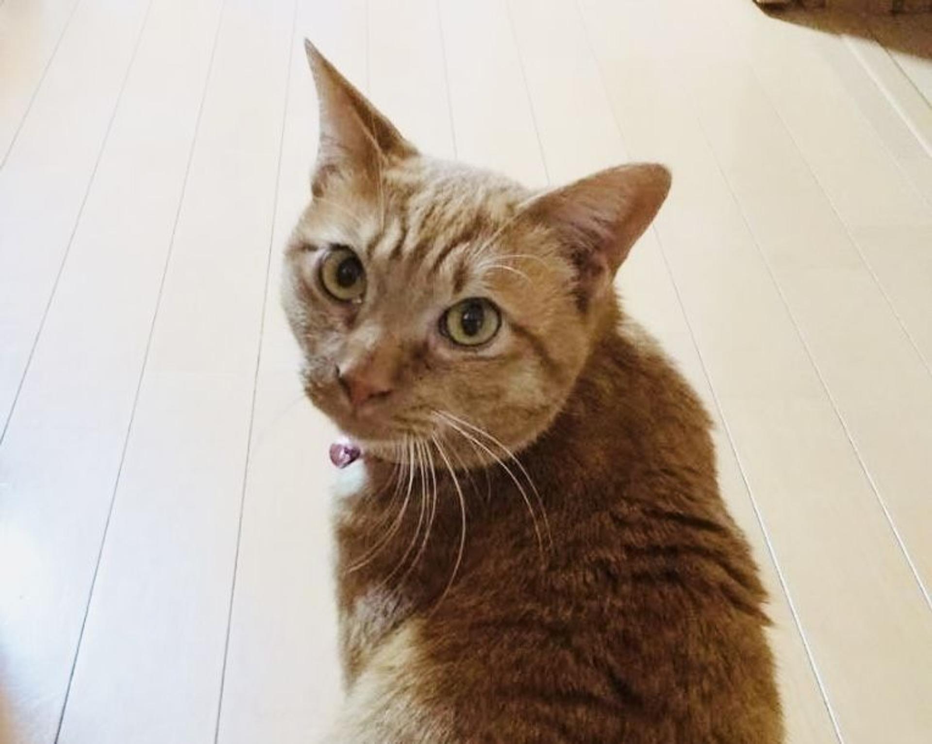 pet-image-5