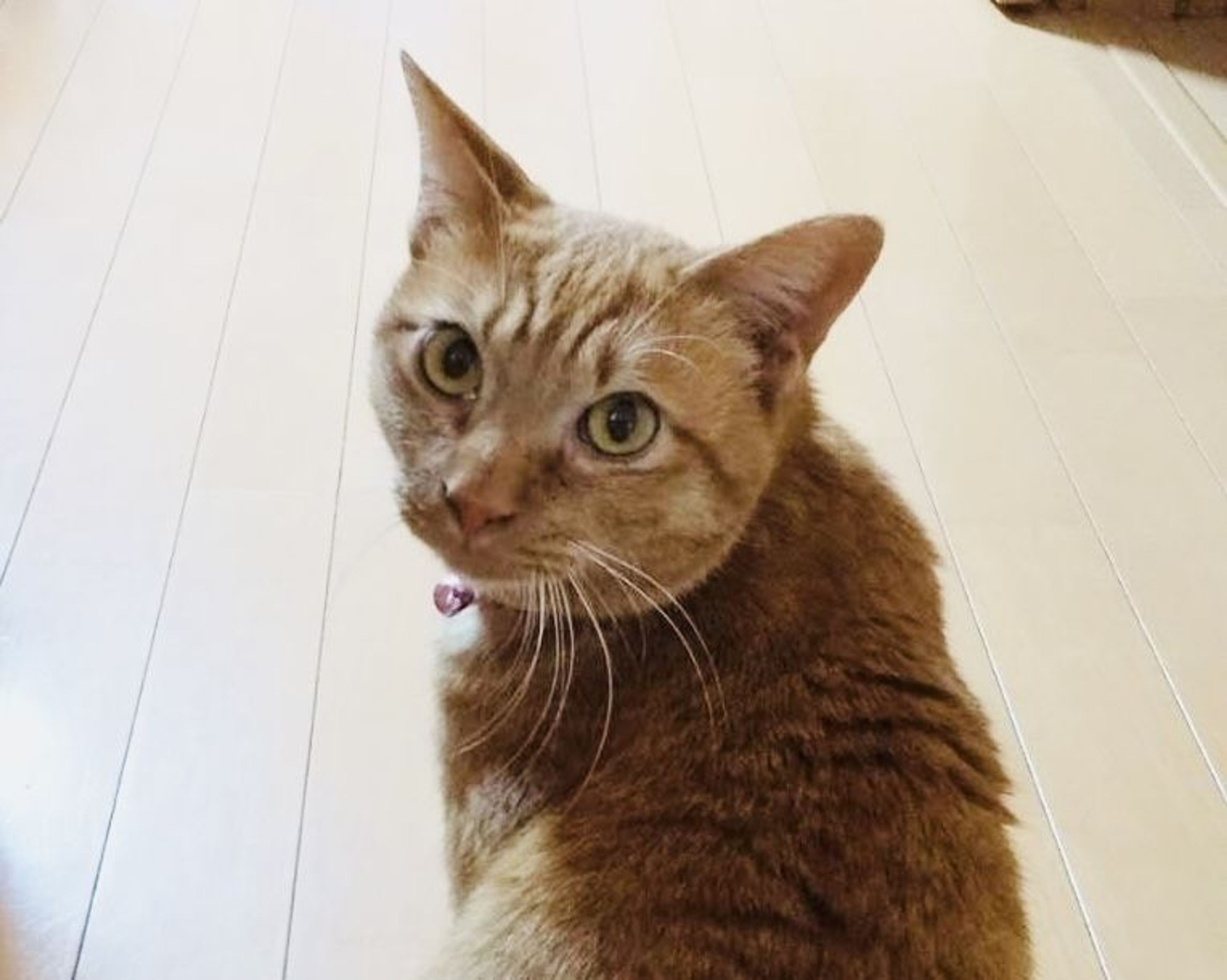 pet-image-5