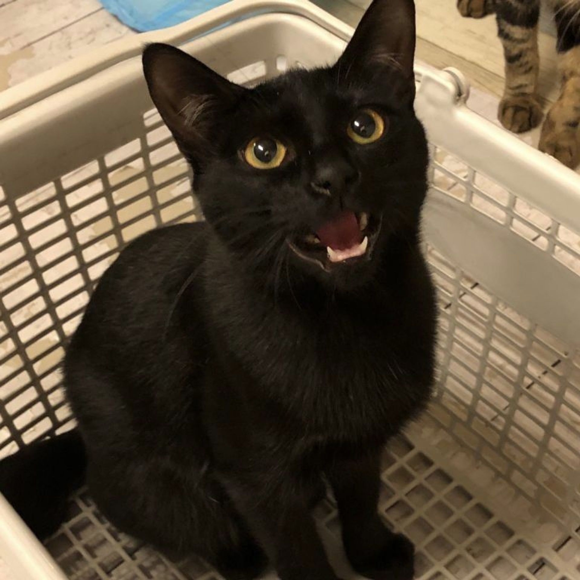 雑種（ミックス猫）・メスの里親募集の写真