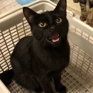 いちごの写真