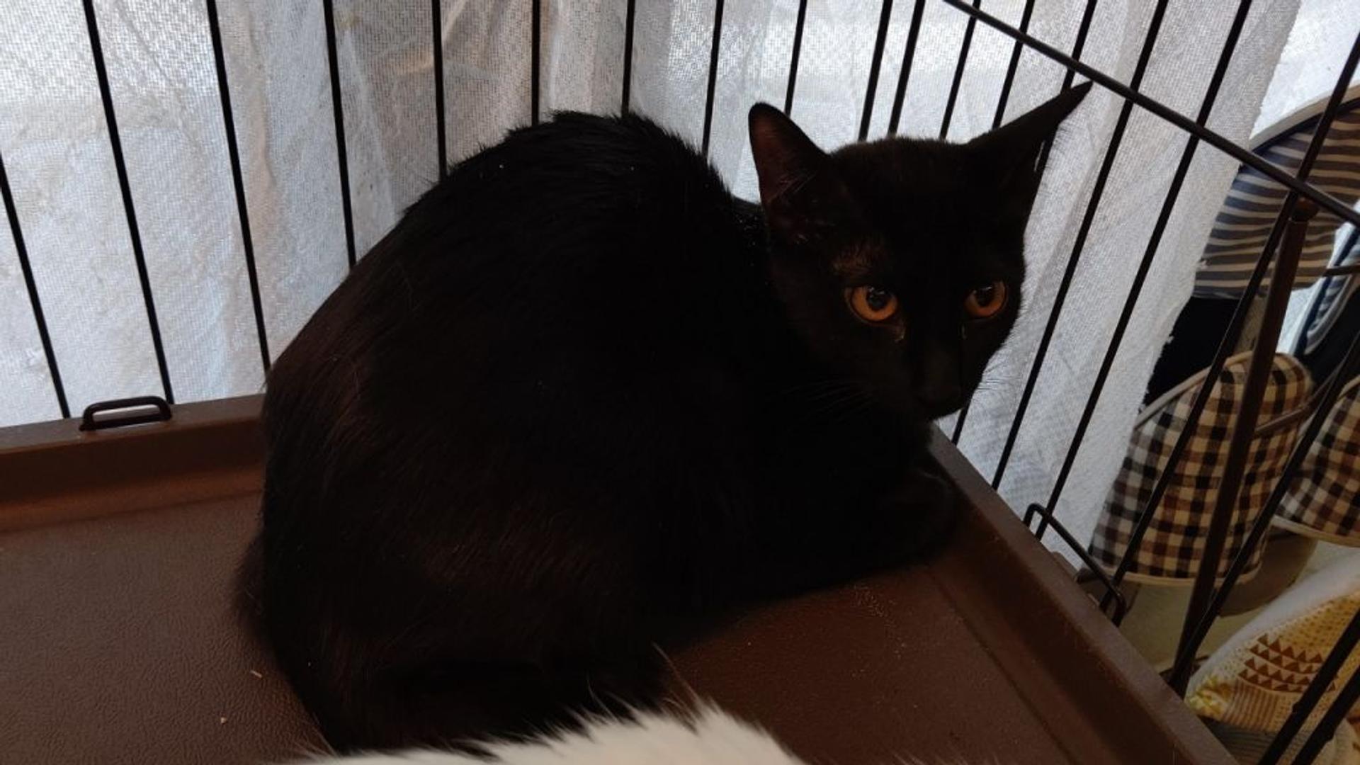 pet-image-2