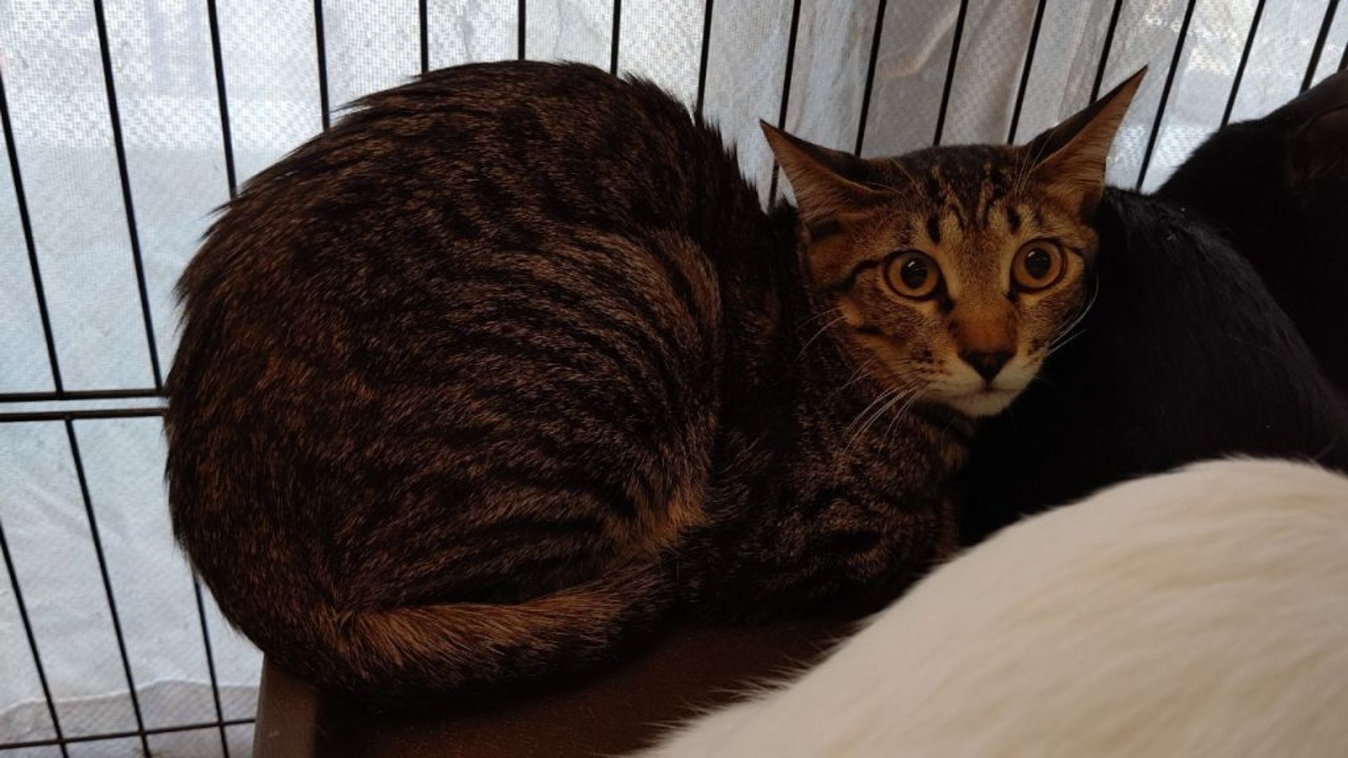 雑種（ミックス猫）・オスの里親募集の写真