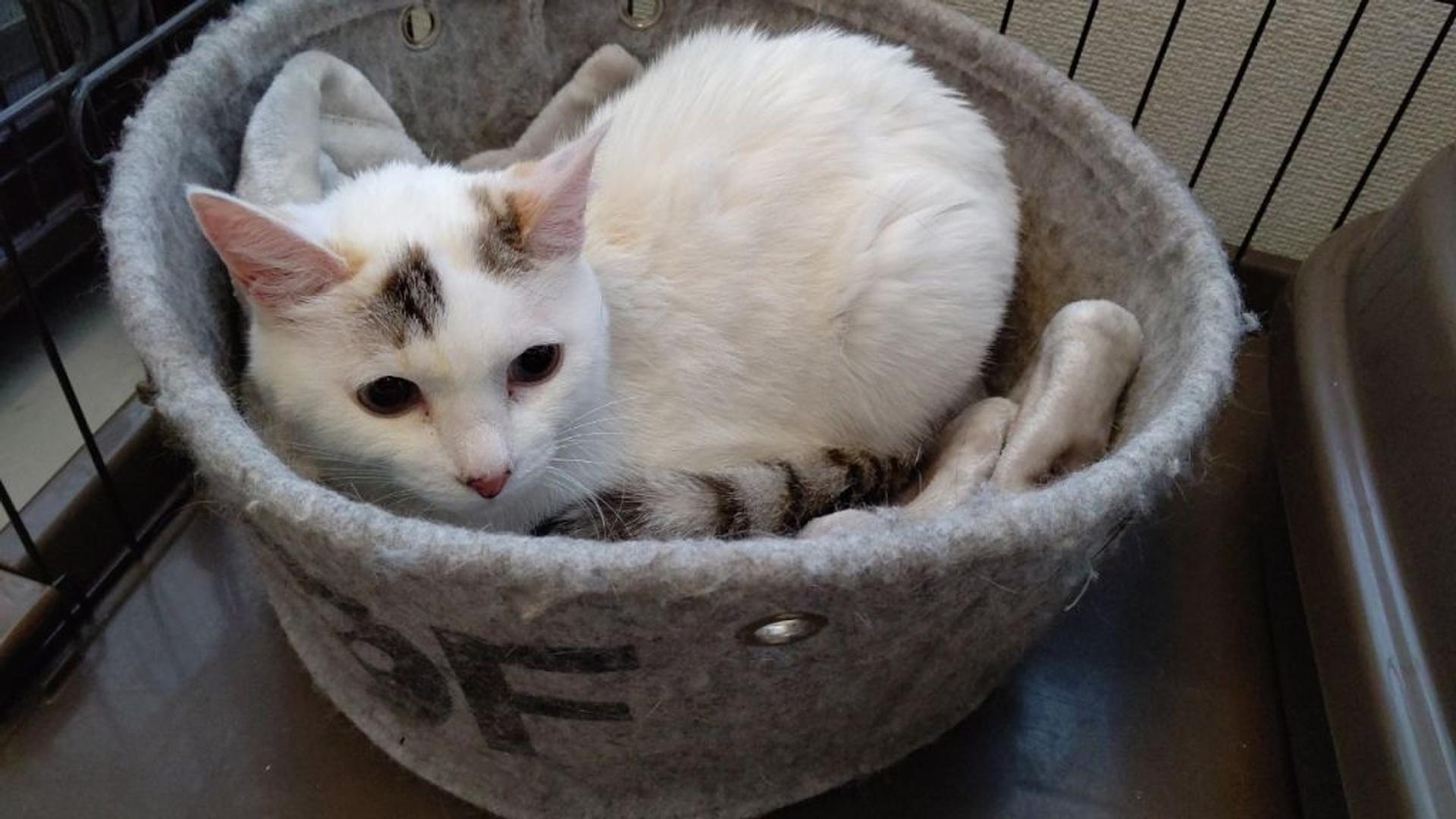 pet-image-3