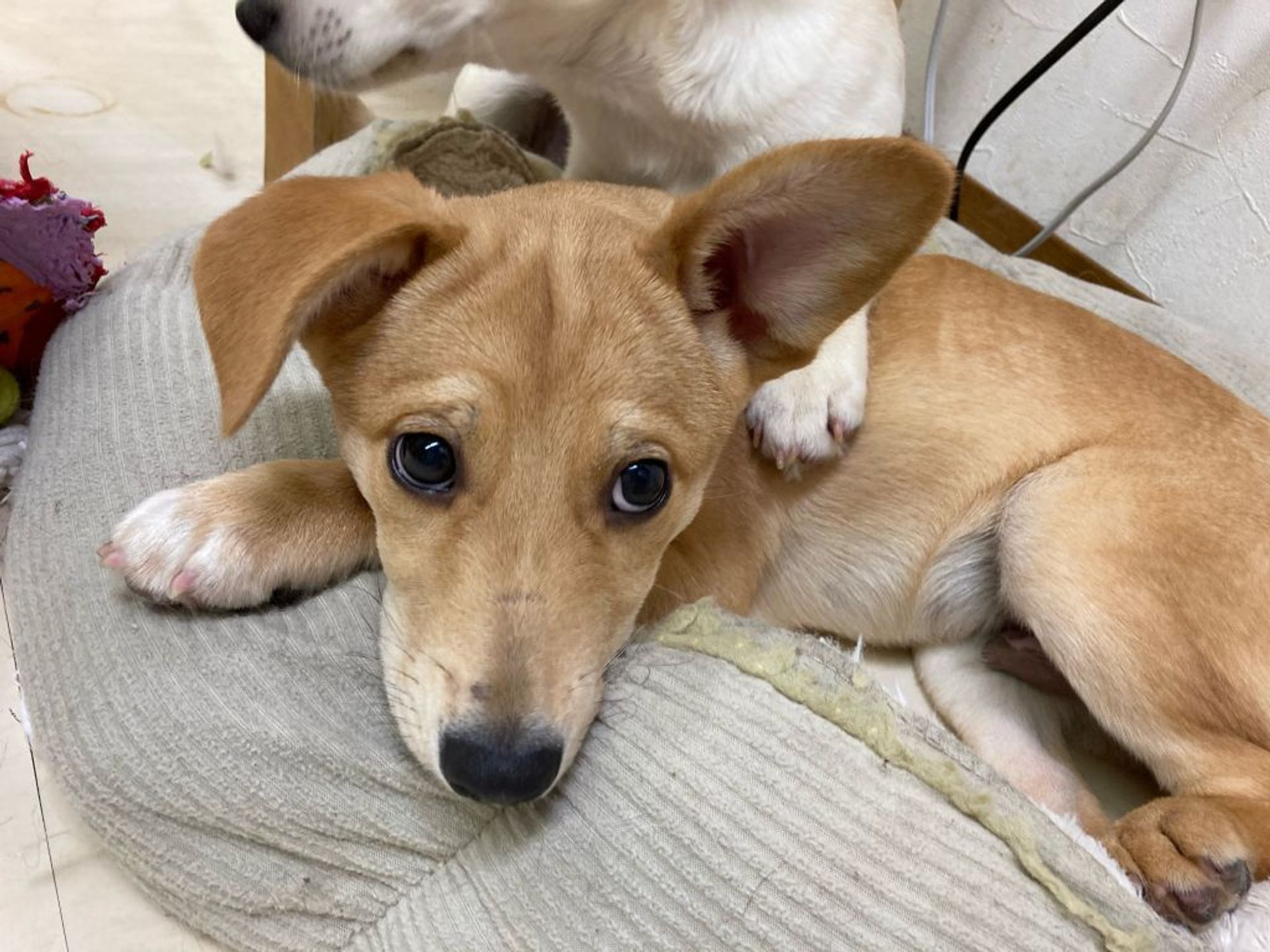 雑種（ミックス犬）・オスの里親募集の写真