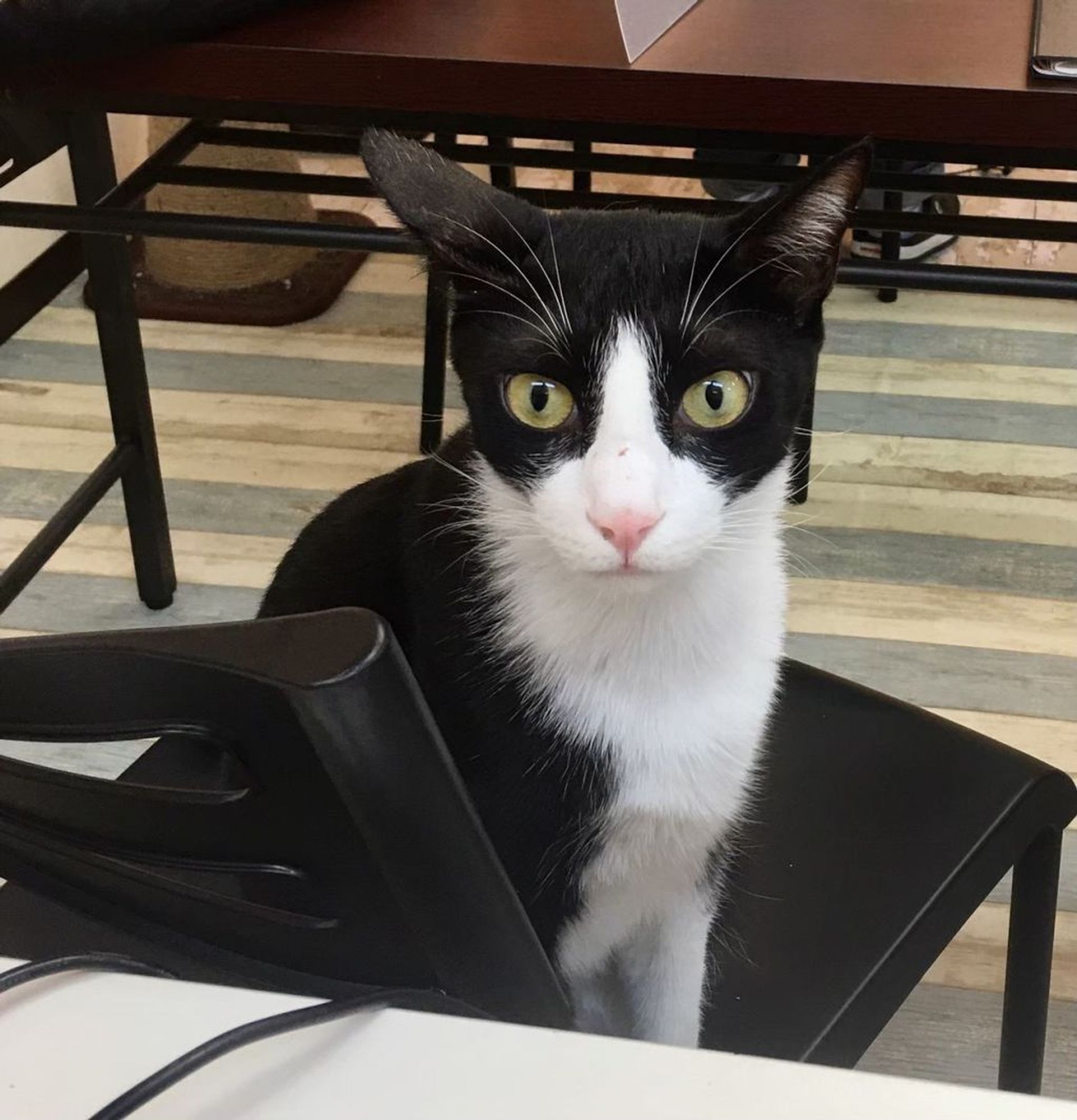 雑種（ミックス猫）・オスの里親募集の写真