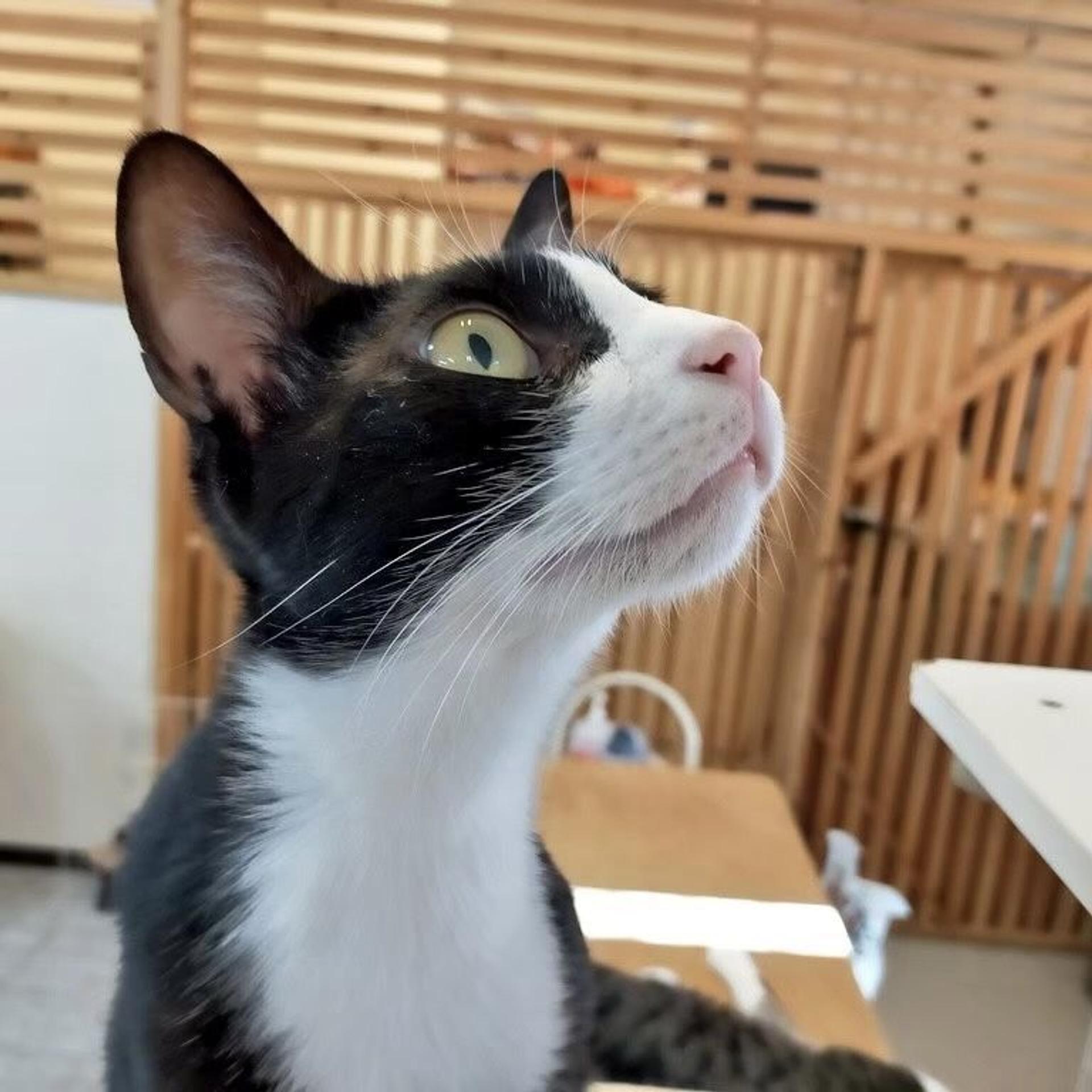 pet-image-3