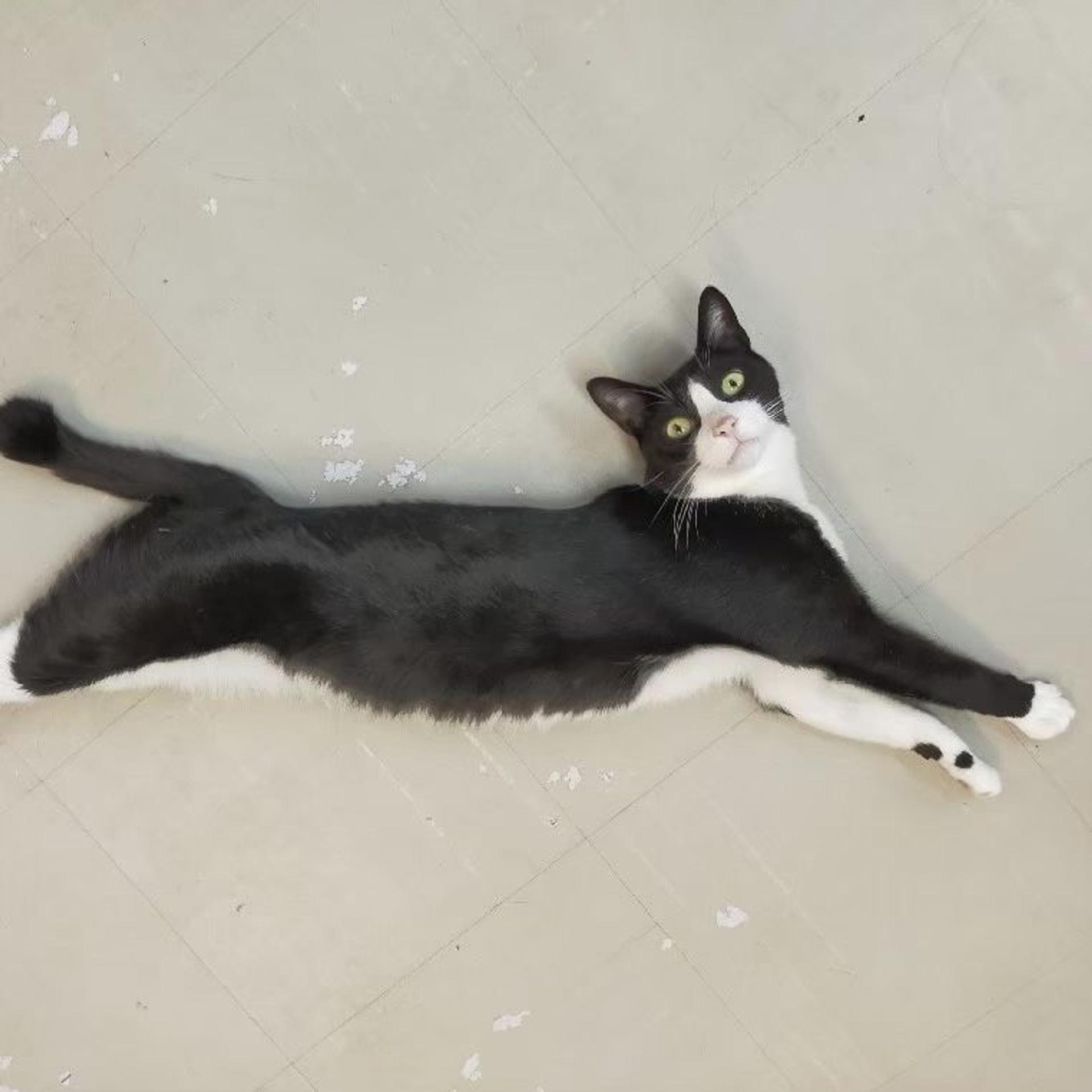 pet-image-5