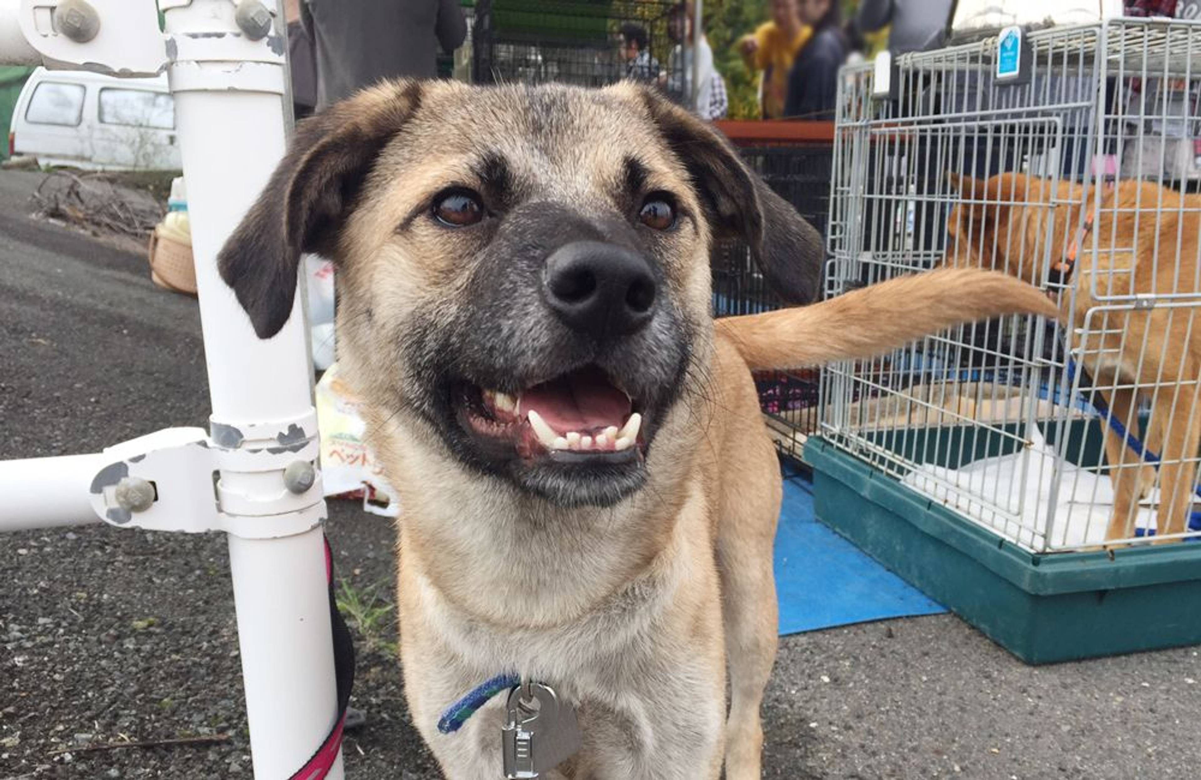 雑種（ミックス犬）・オスの里親募集の写真