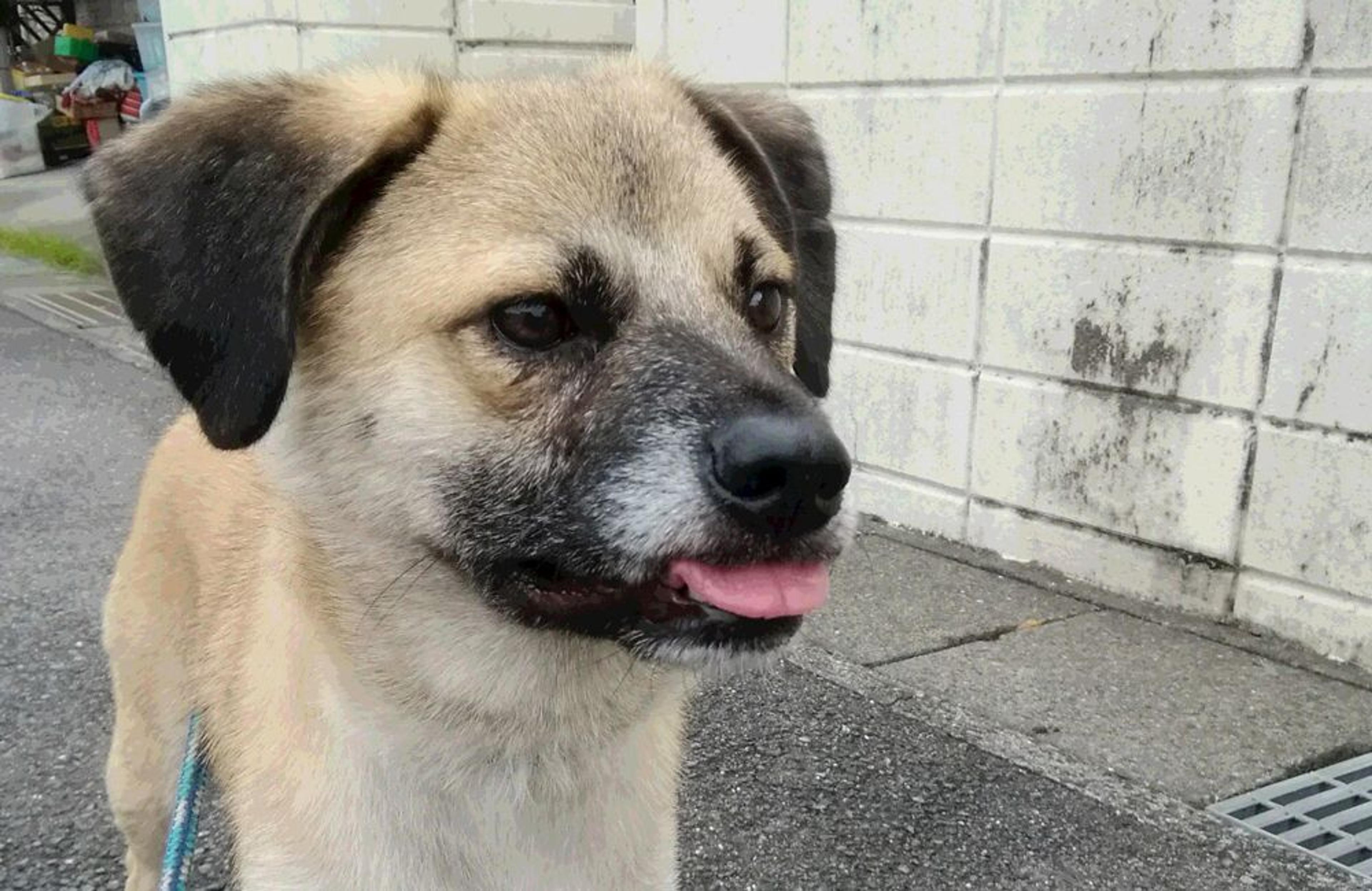 pet-image-2