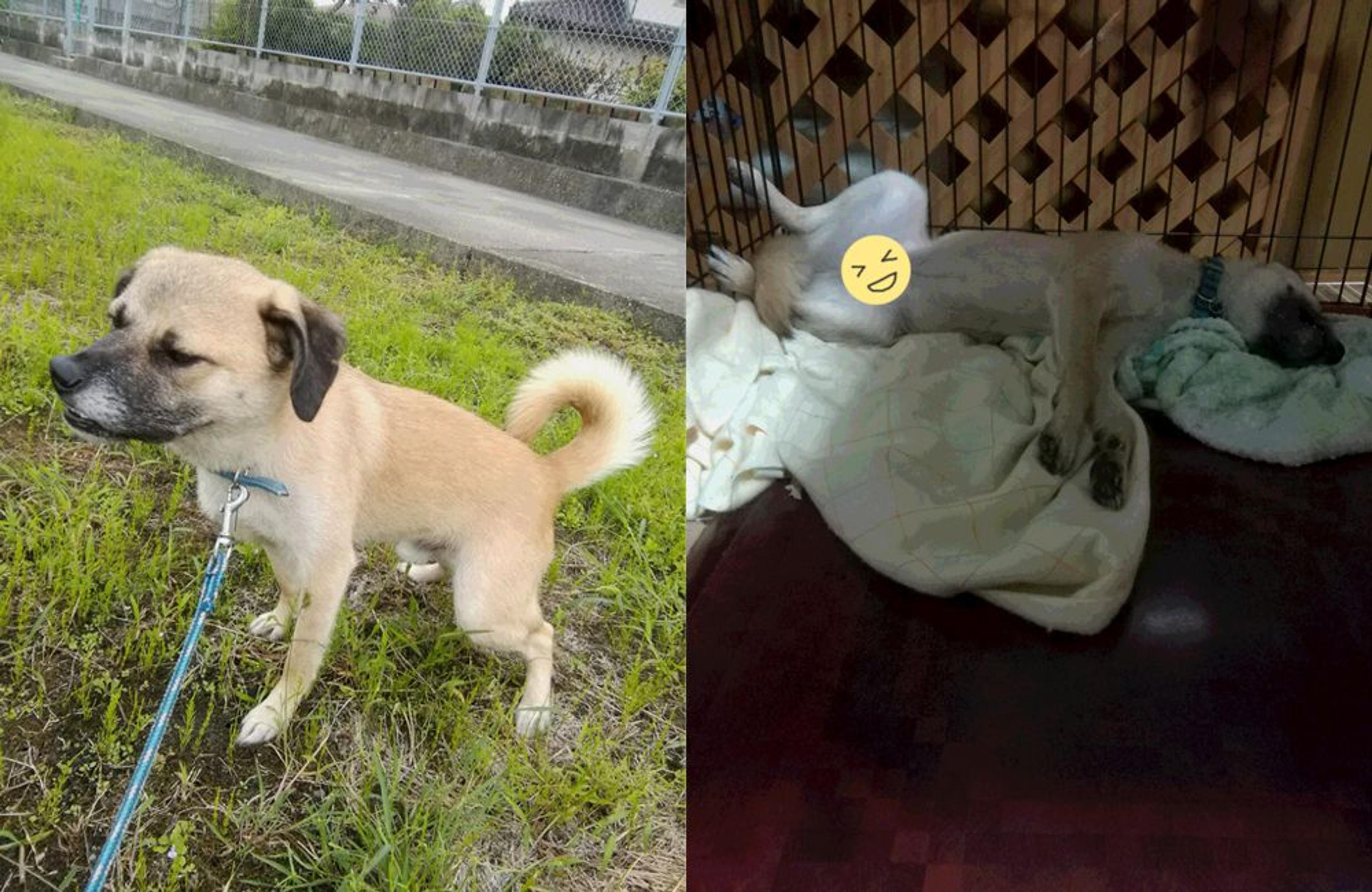pet-image-3