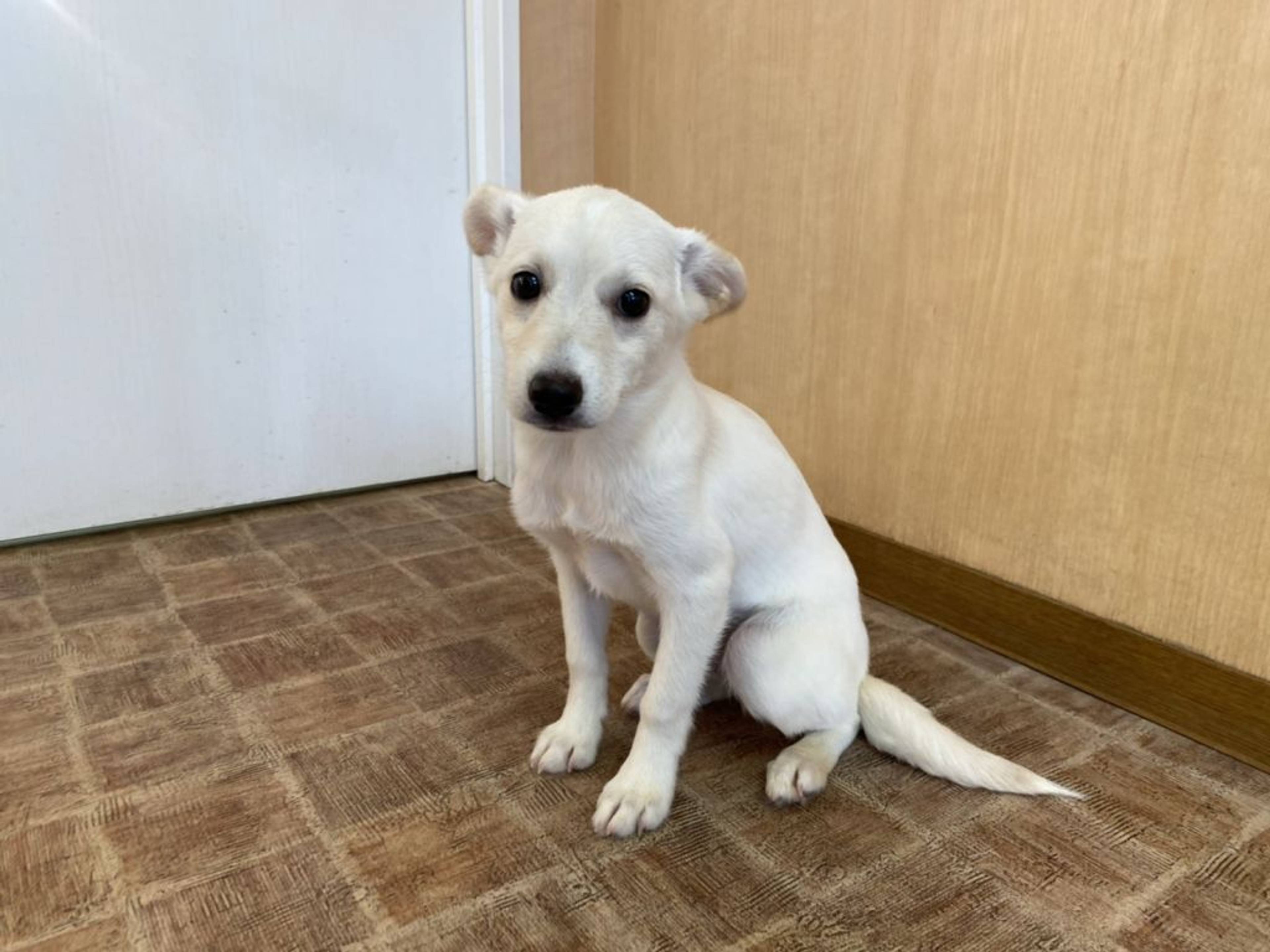 雑種（ミックス犬）・オスの里親募集の写真