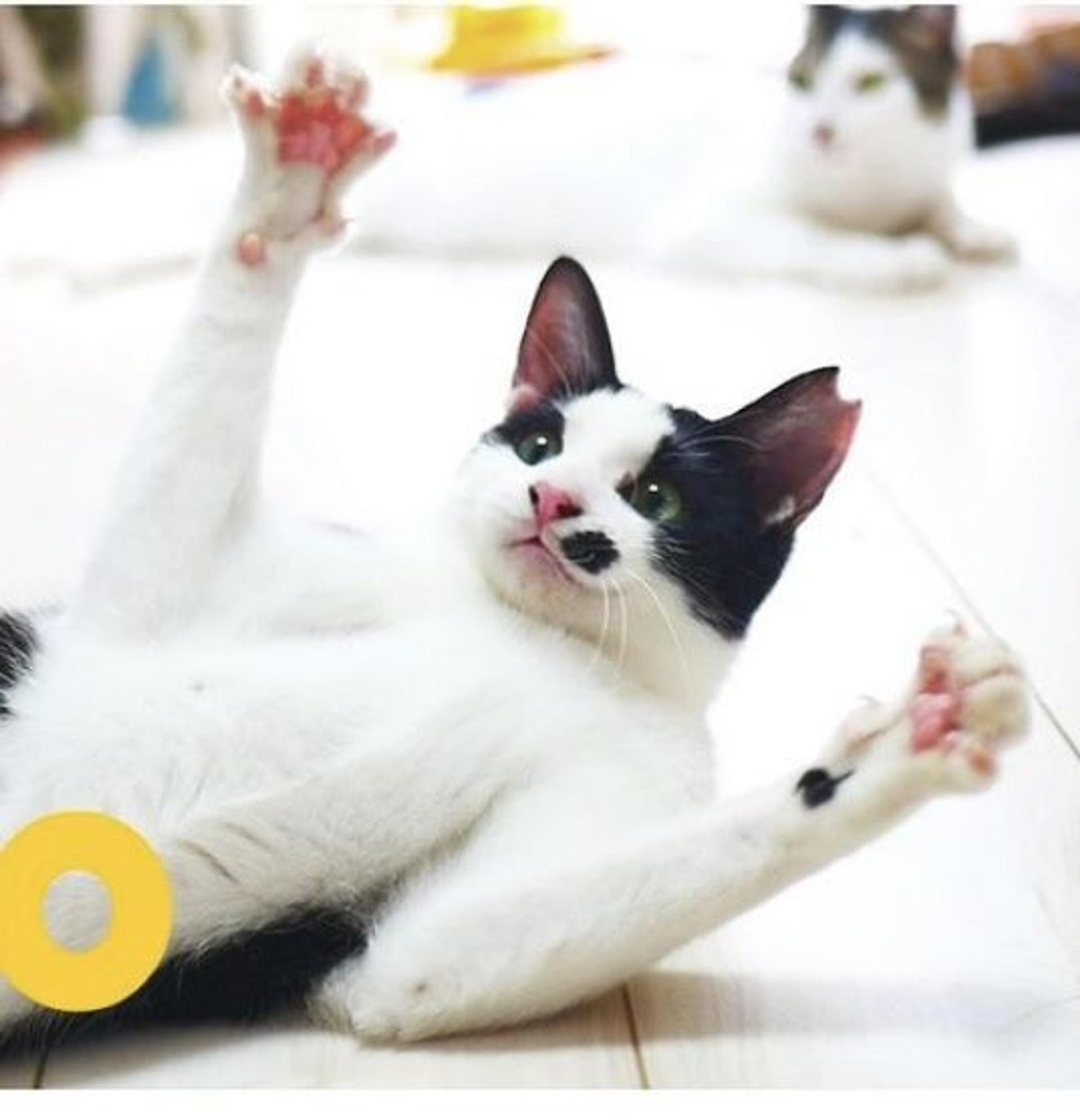 pet-image-3
