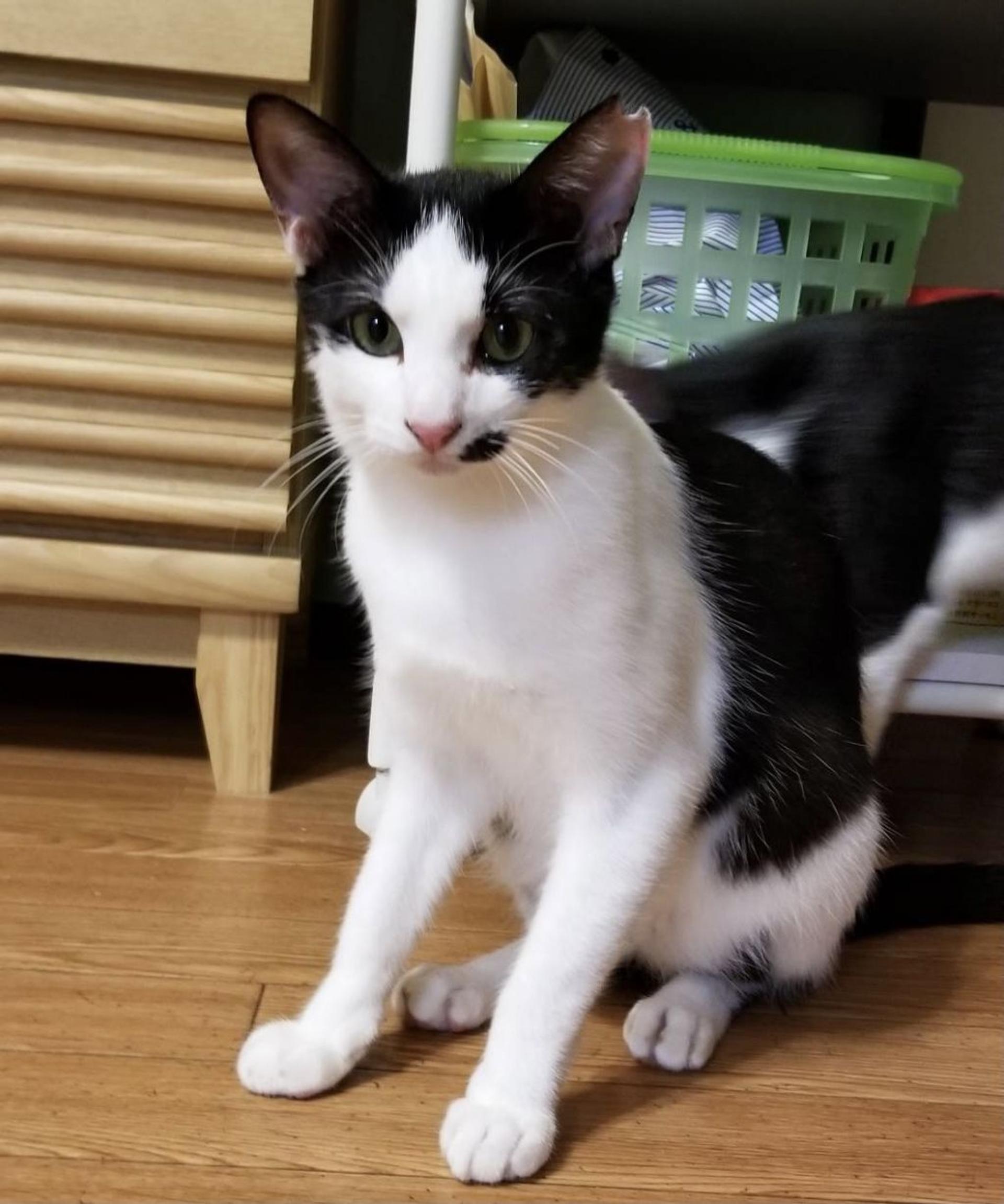pet-image-5