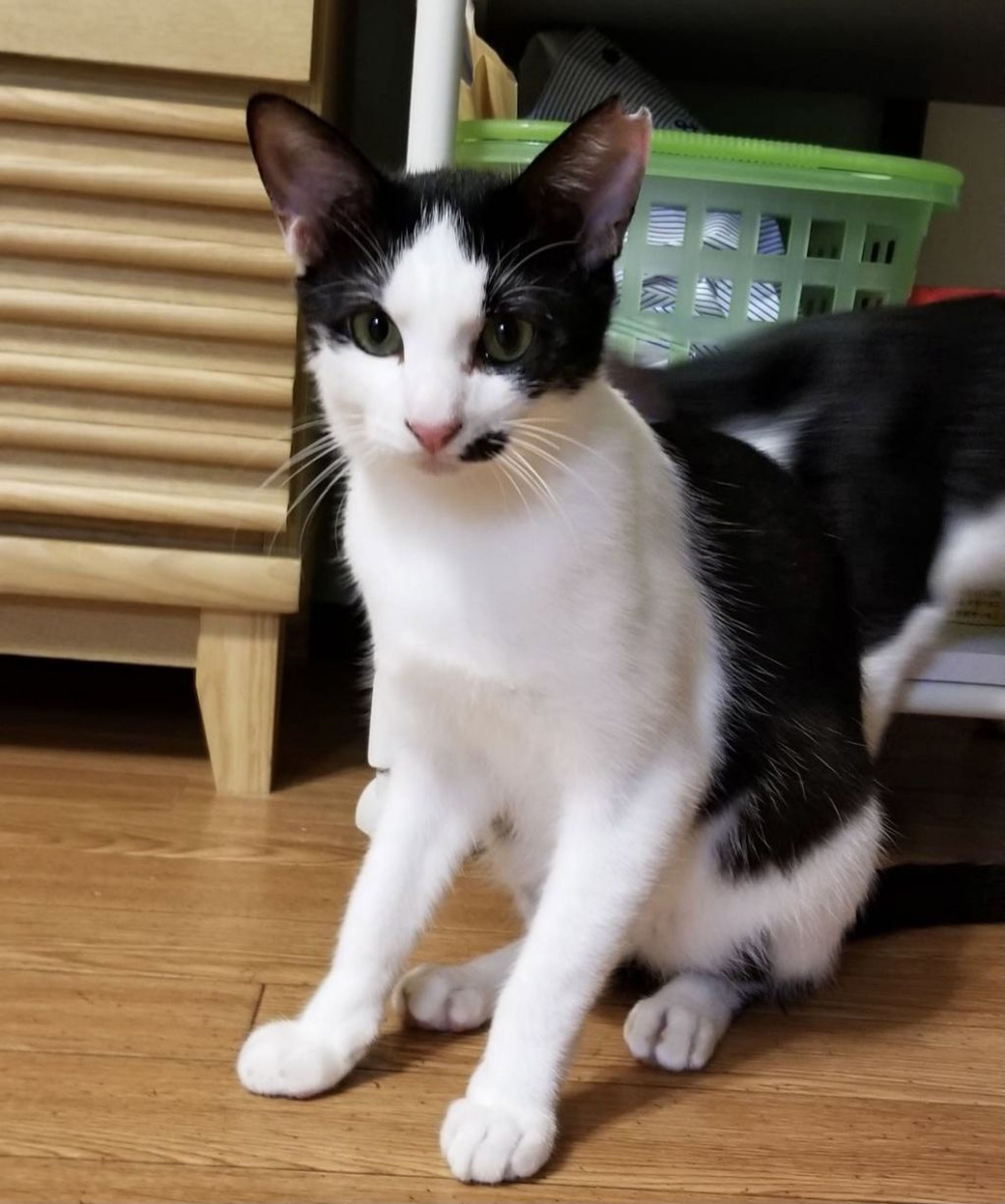 pet-image-5