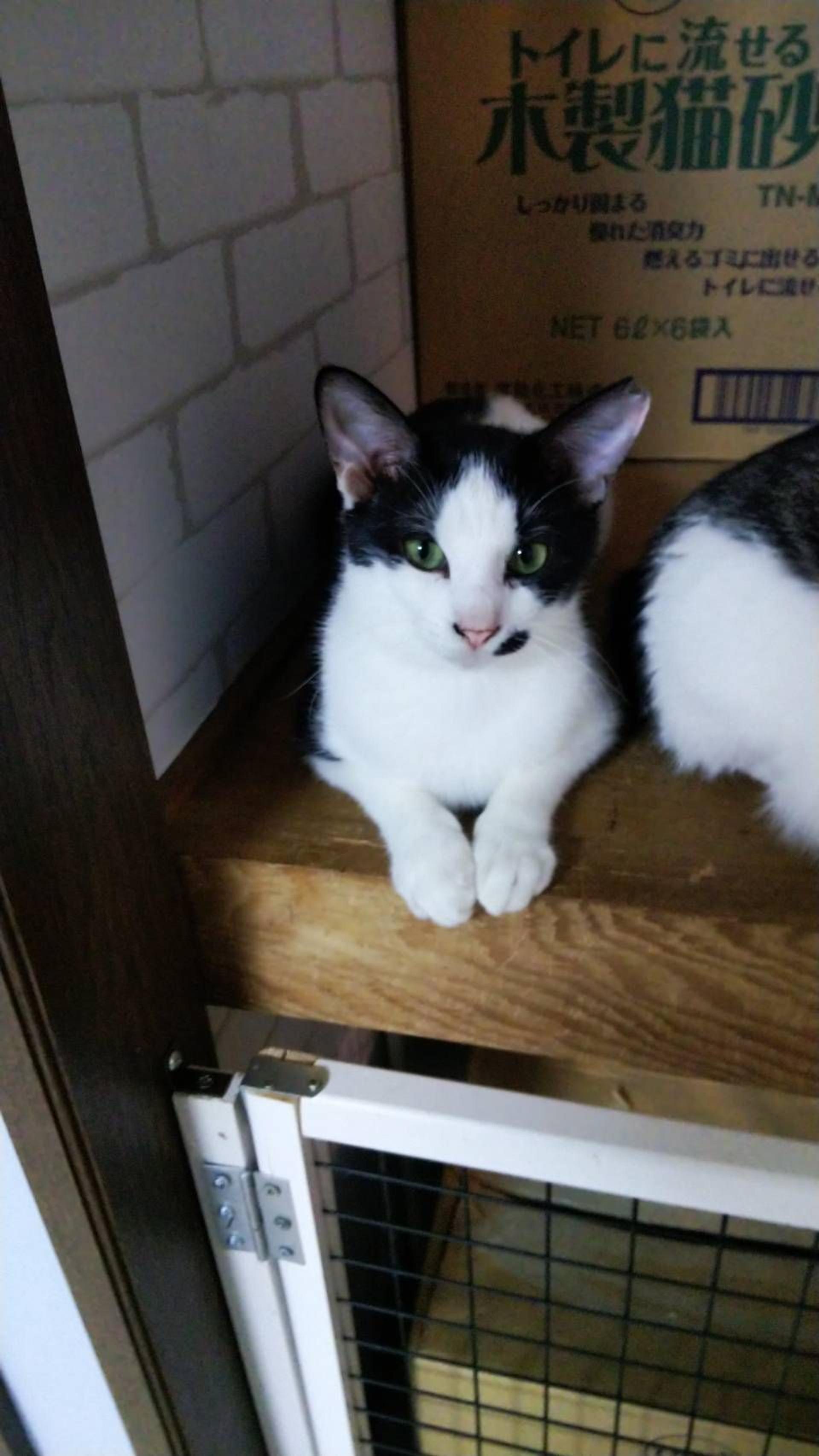 pet-image-7