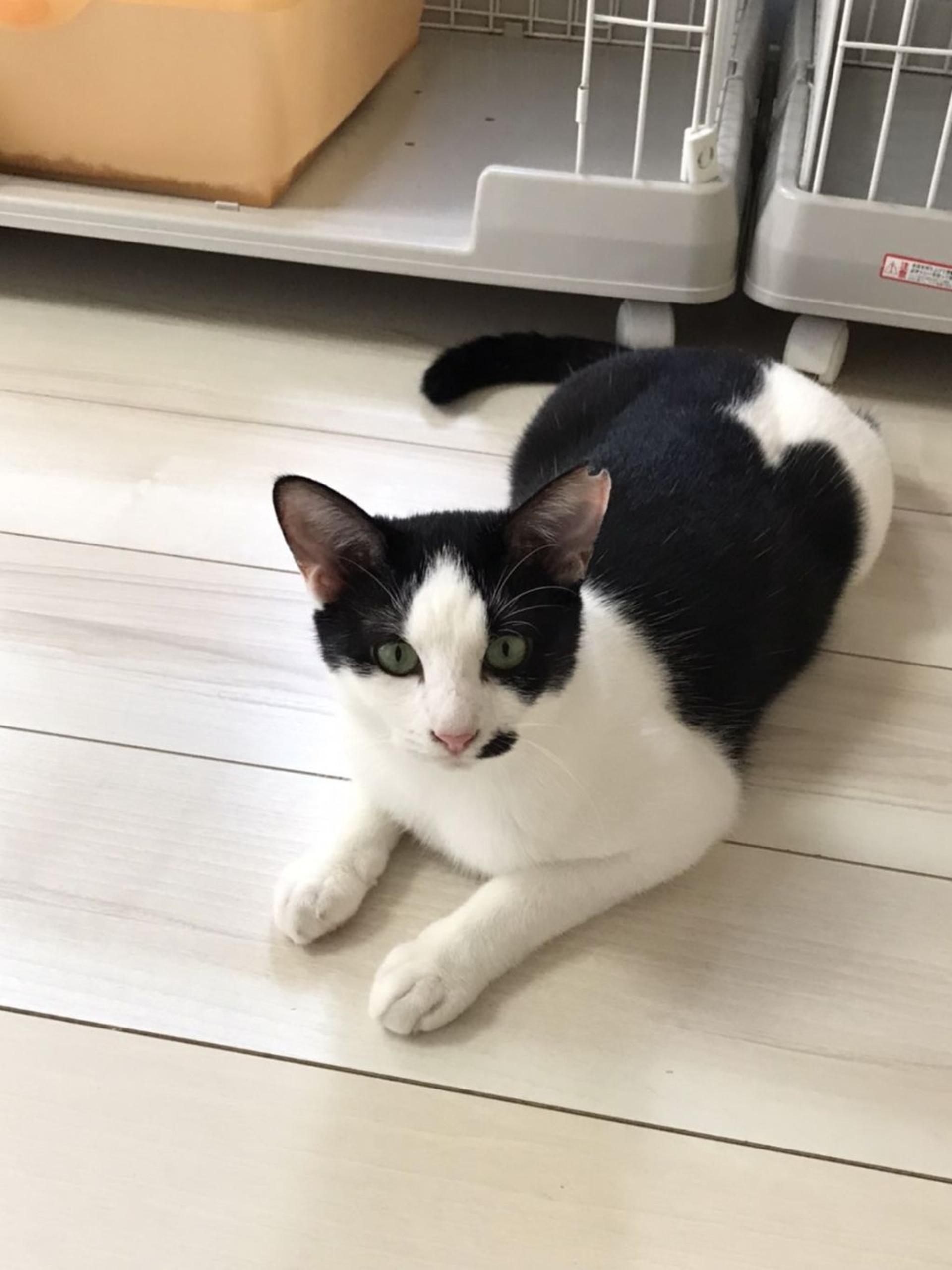 pet-image-9