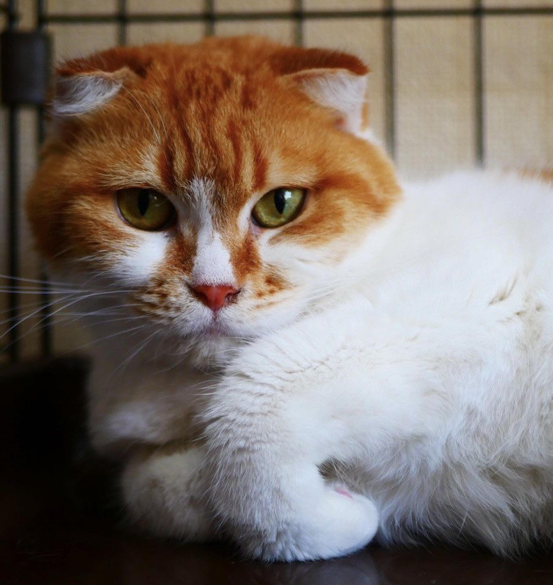 pet-image-3