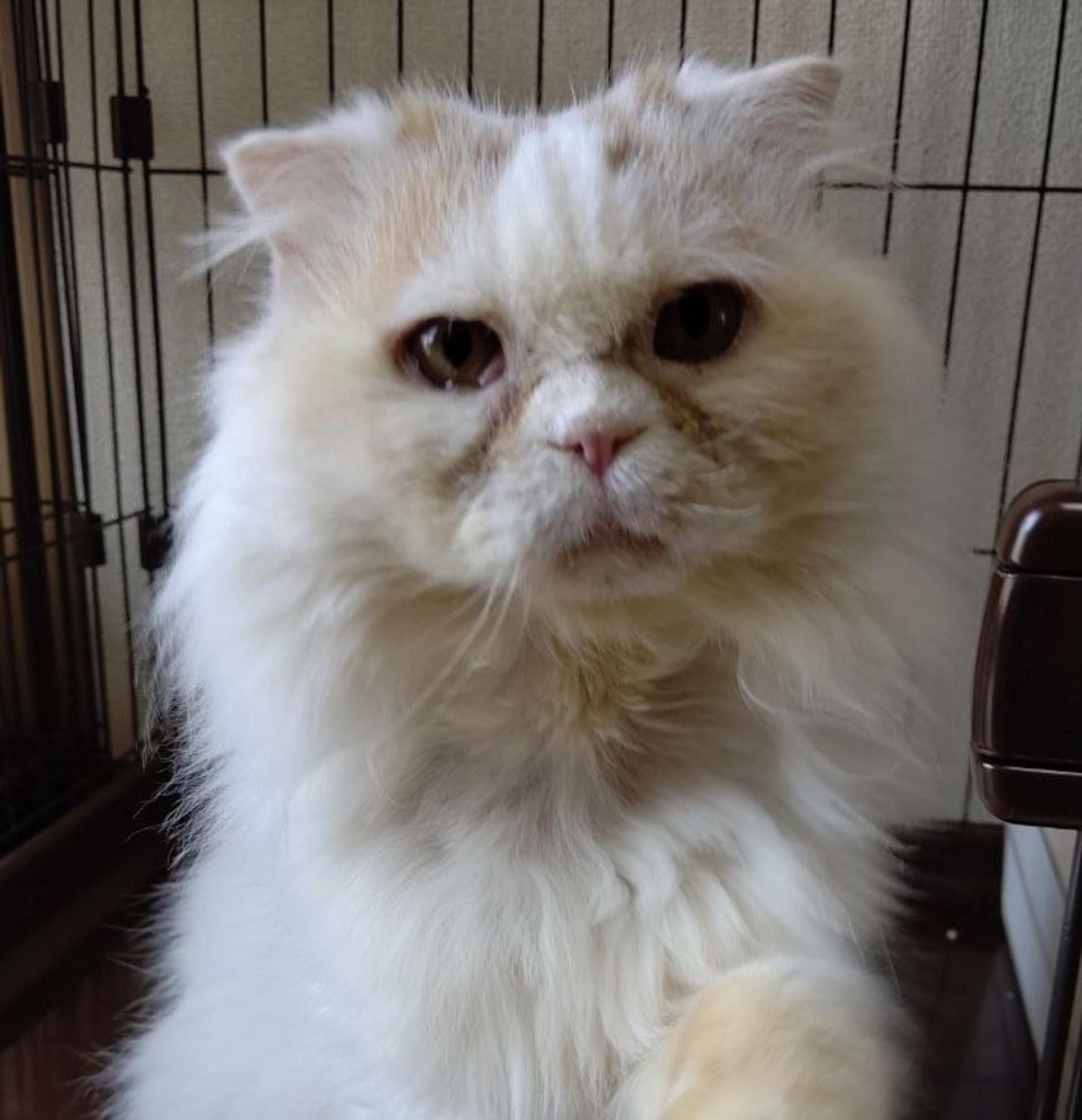 pet-image-2